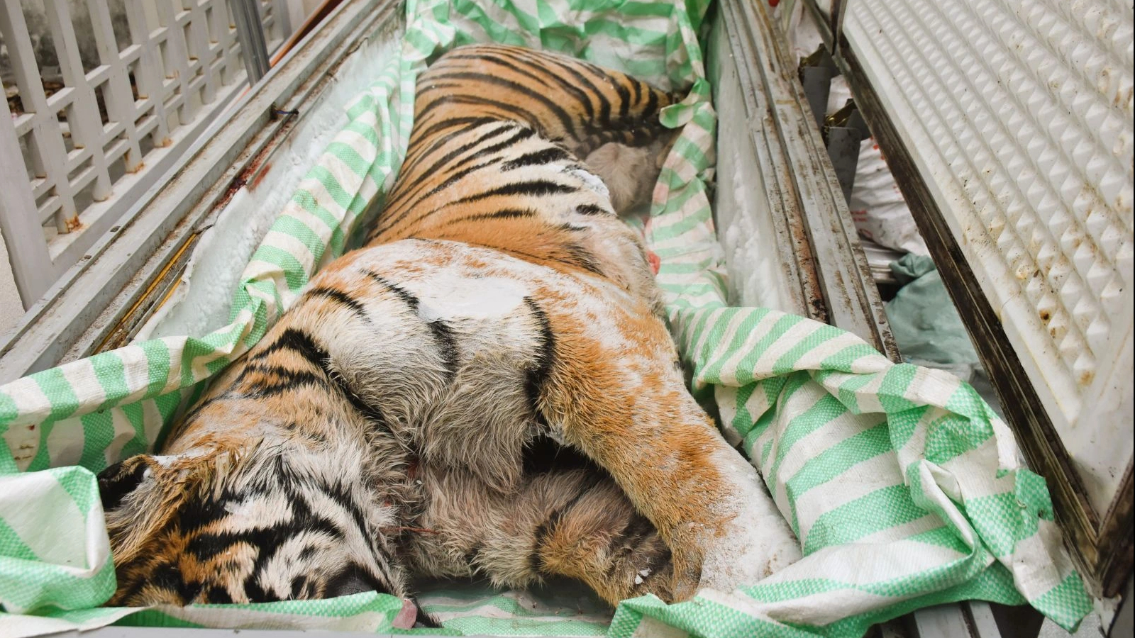 Khởi tố 2 người đàn ông mua bán hổ để nấu cao bán dịp tết Nguyên đán - Ảnh 1.