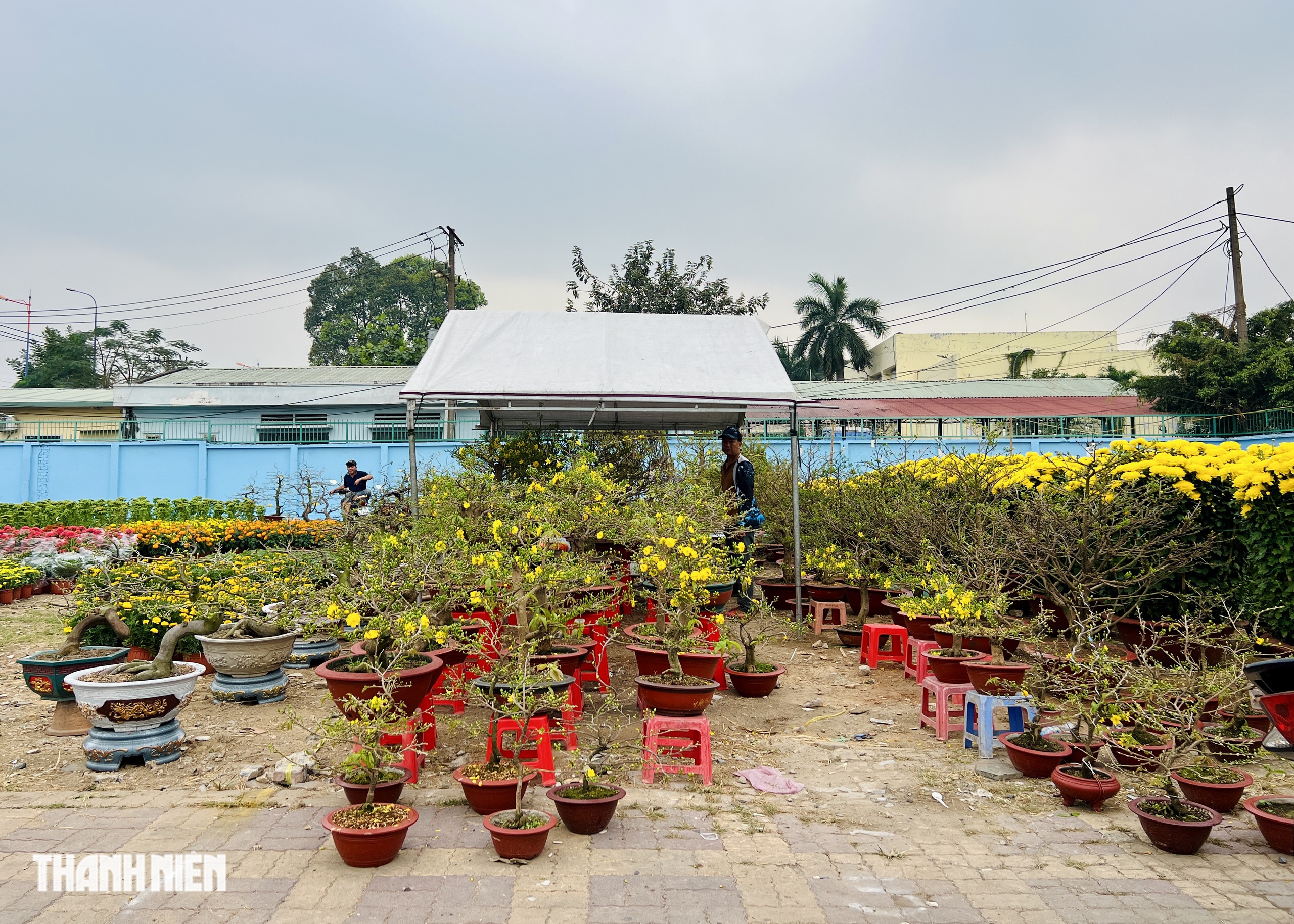 Hoa tết 2026 tr&agrave;n ngập đường phố TP.HCM: Người d&acirc;n th&iacute;ch l&agrave; 'gh&eacute; lựa' - Ảnh 9.