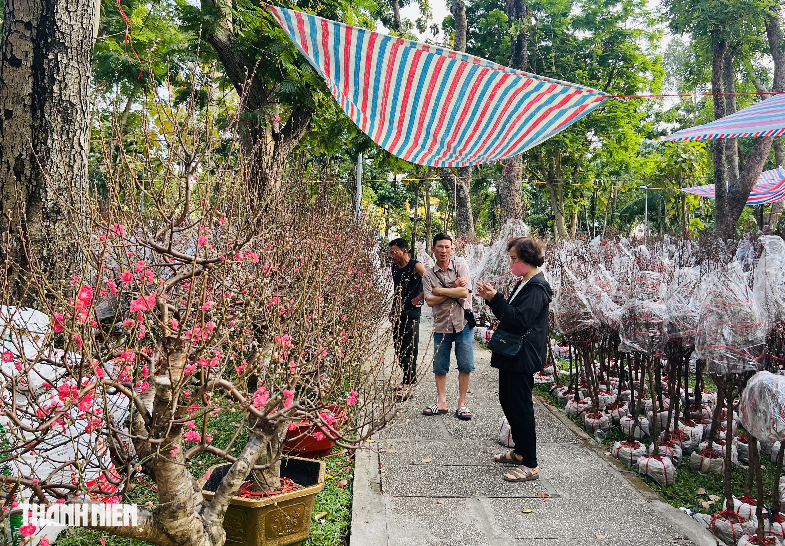 Hoa tết 2026 tr&agrave;n ngập đường phố TP.HCM: Người d&acirc;n th&iacute;ch l&agrave; 'gh&eacute; lựa' - Ảnh 4.