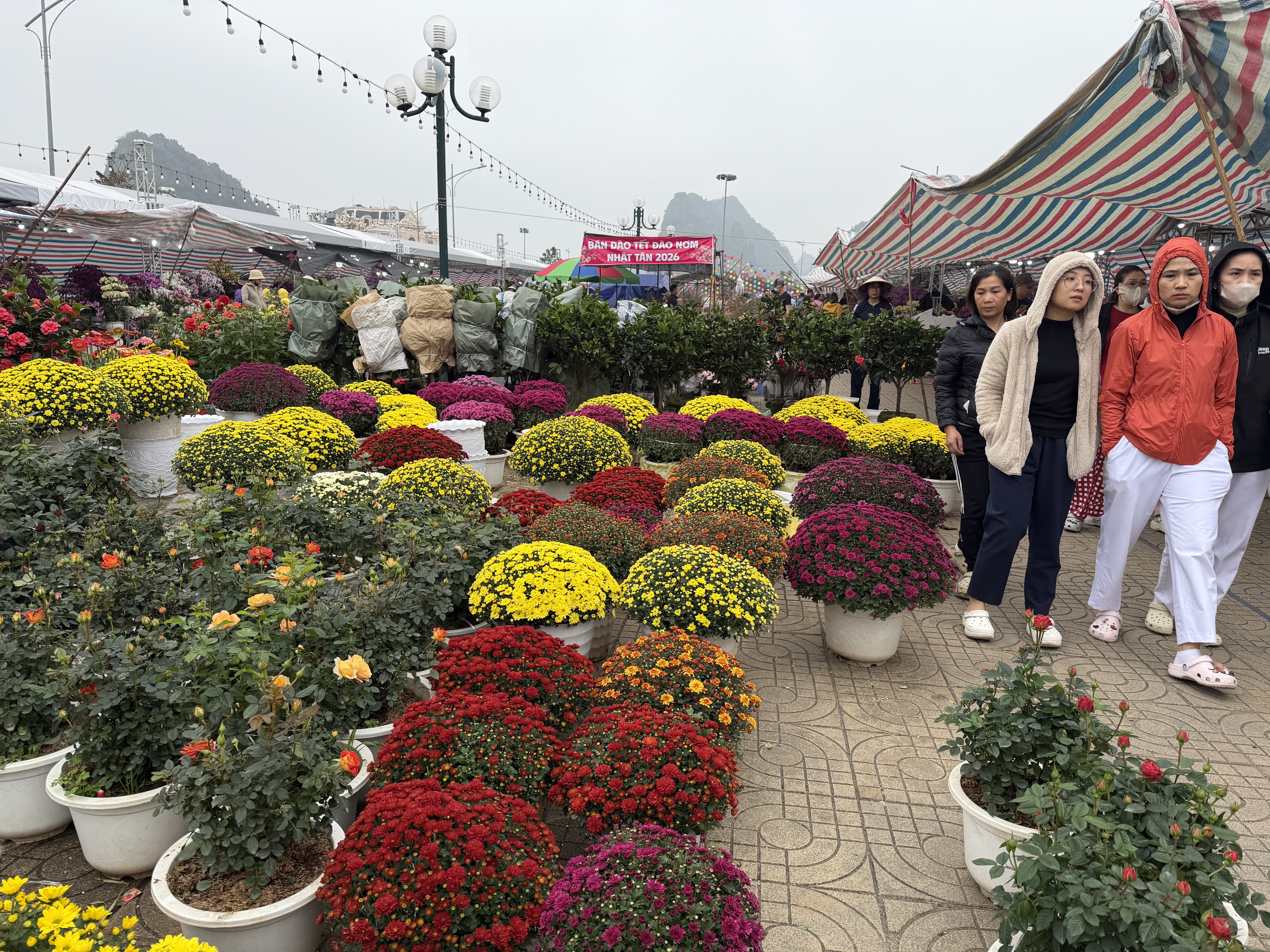 Hoa cây cảnh dịp tết ế ẩm bên vịnh Hạ Long - Ảnh 4.