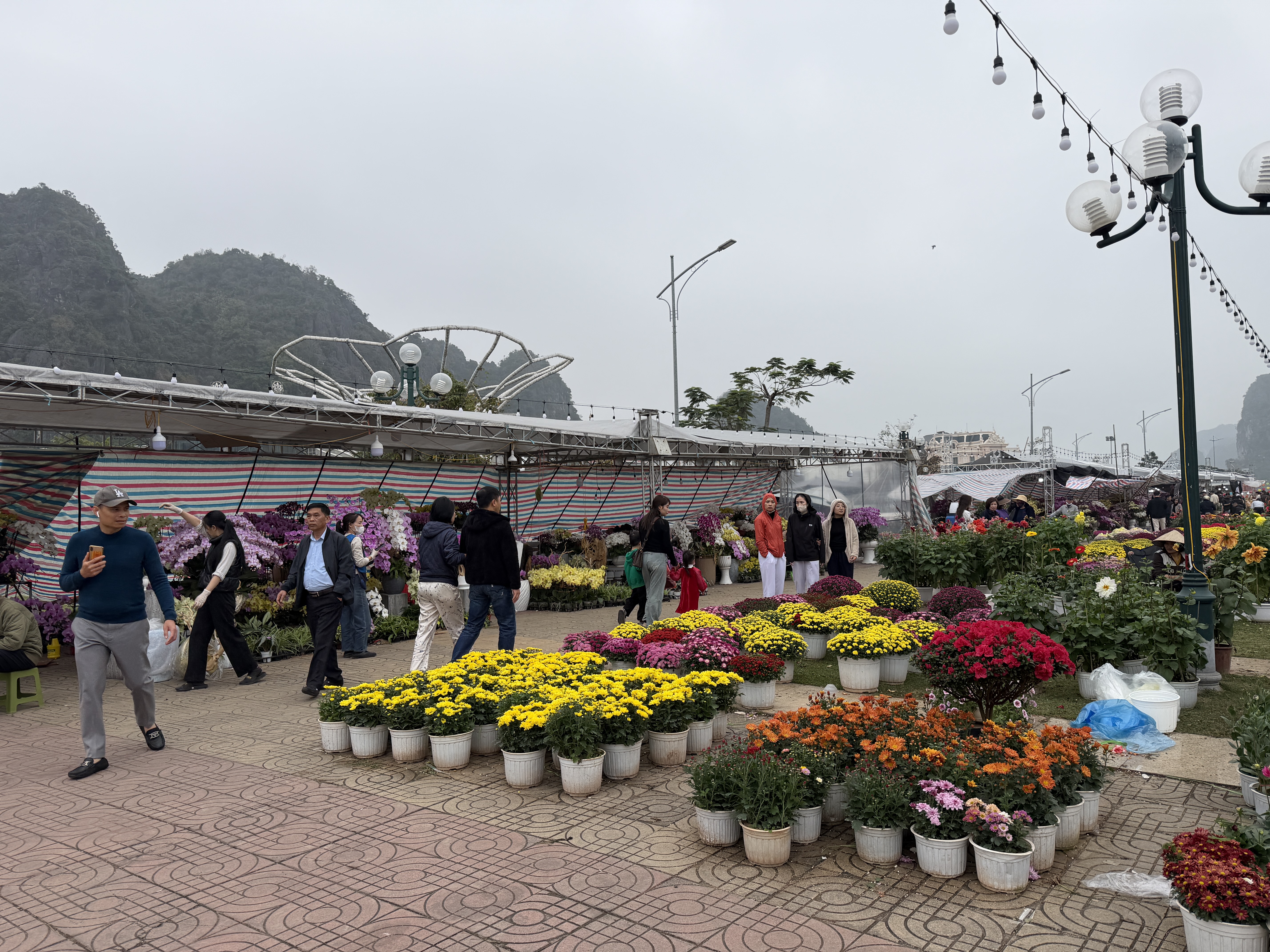 Hoa cây cảnh dịp tết ế ẩm bên vịnh Hạ Long - Ảnh 5.