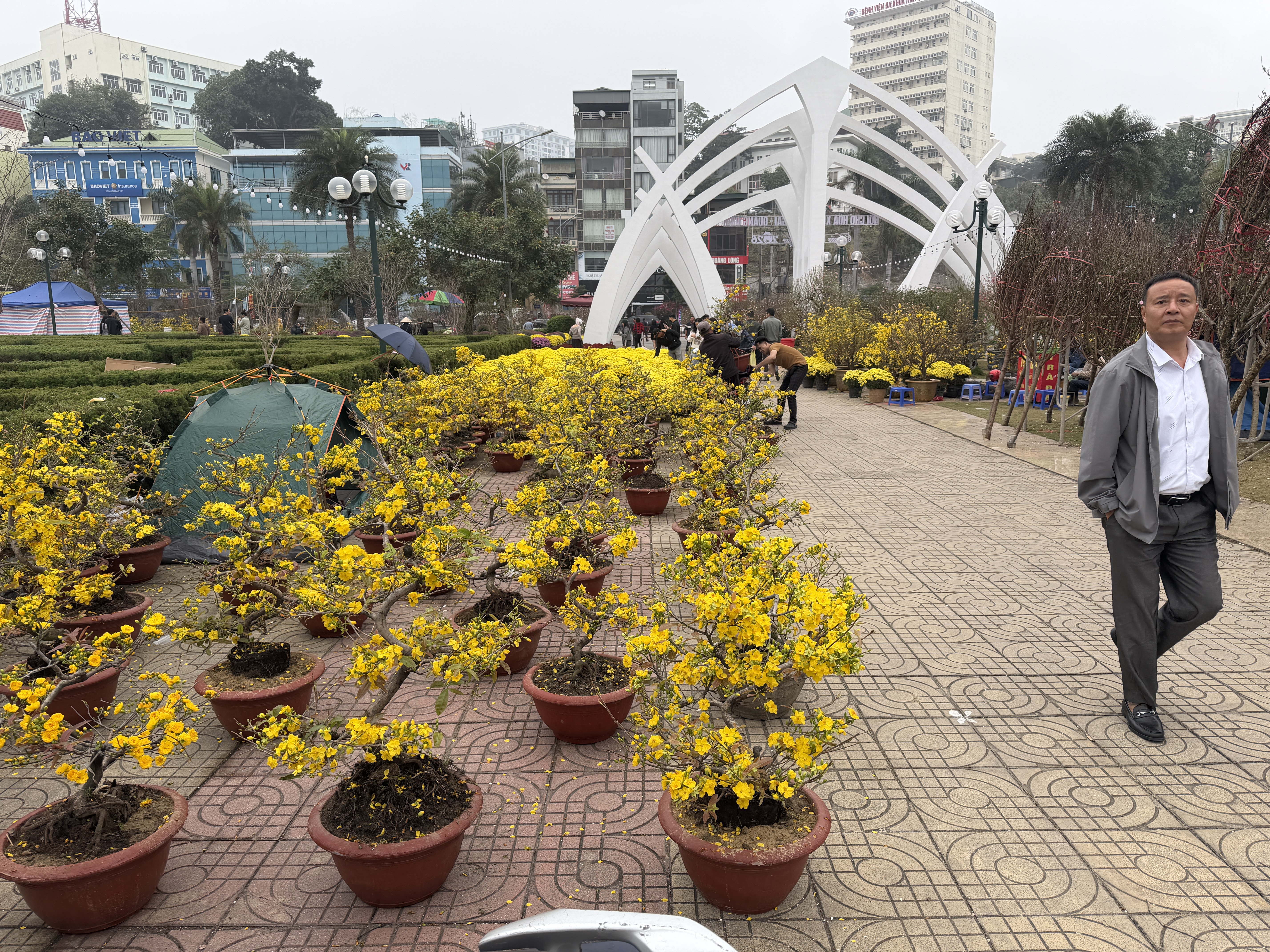 Hoa cây cảnh dịp tết ế ẩm bên vịnh Hạ Long - Ảnh 2.