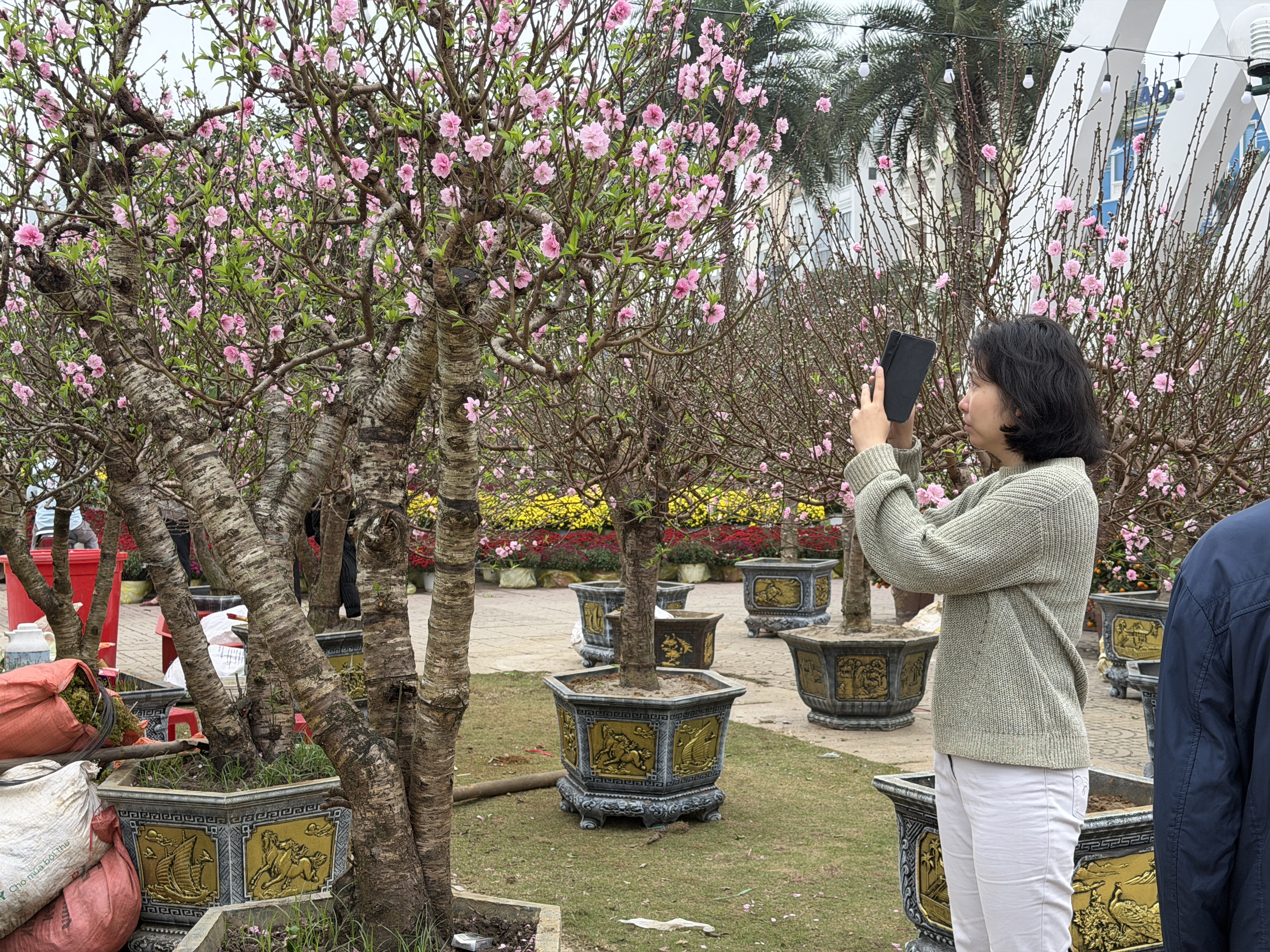 Hoa cây cảnh dịp tết ế ẩm bên vịnh Hạ Long - Ảnh 3.