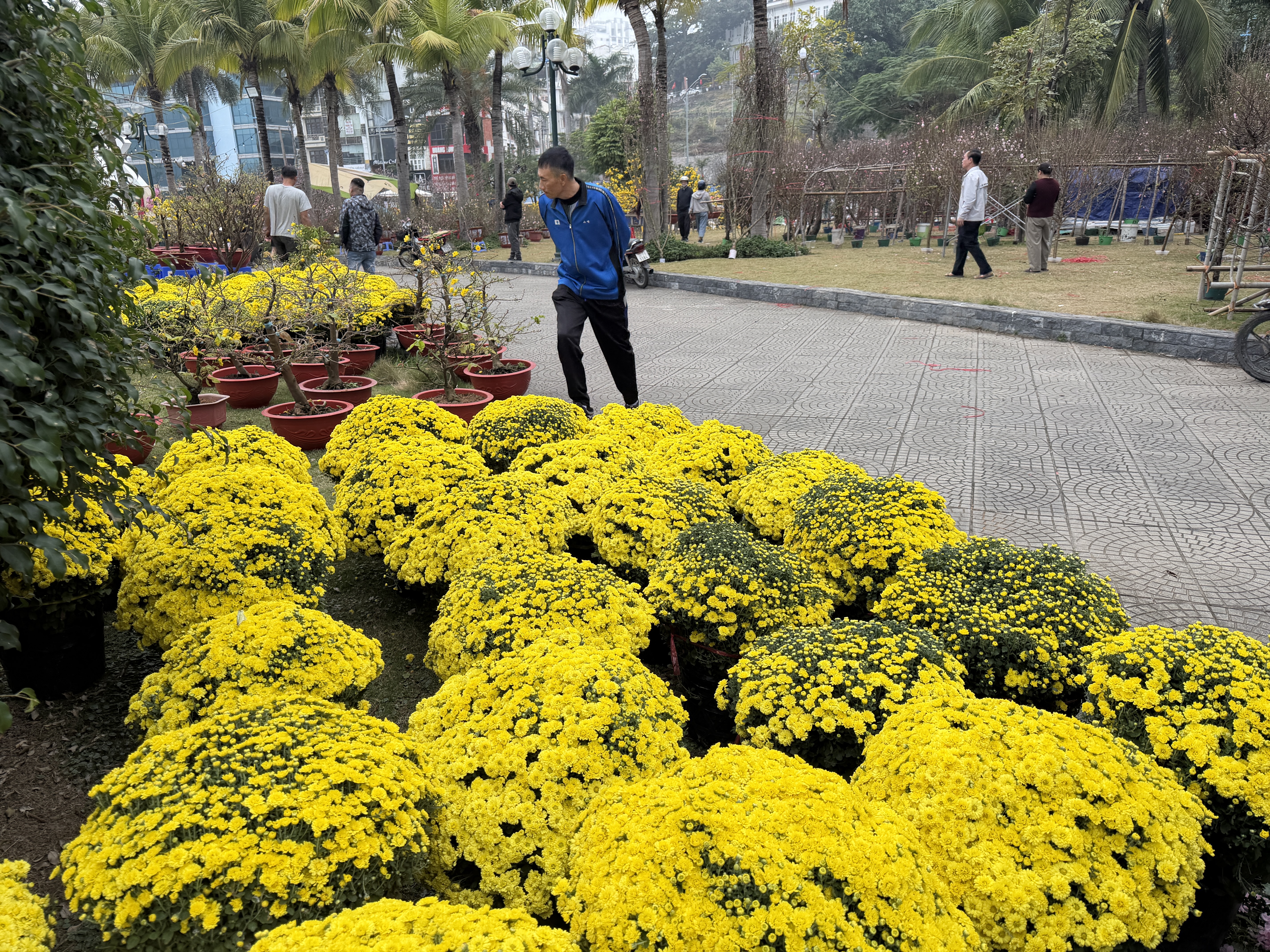 Hoa cây cảnh dịp tết ế ẩm bên vịnh Hạ Long - Ảnh 7.