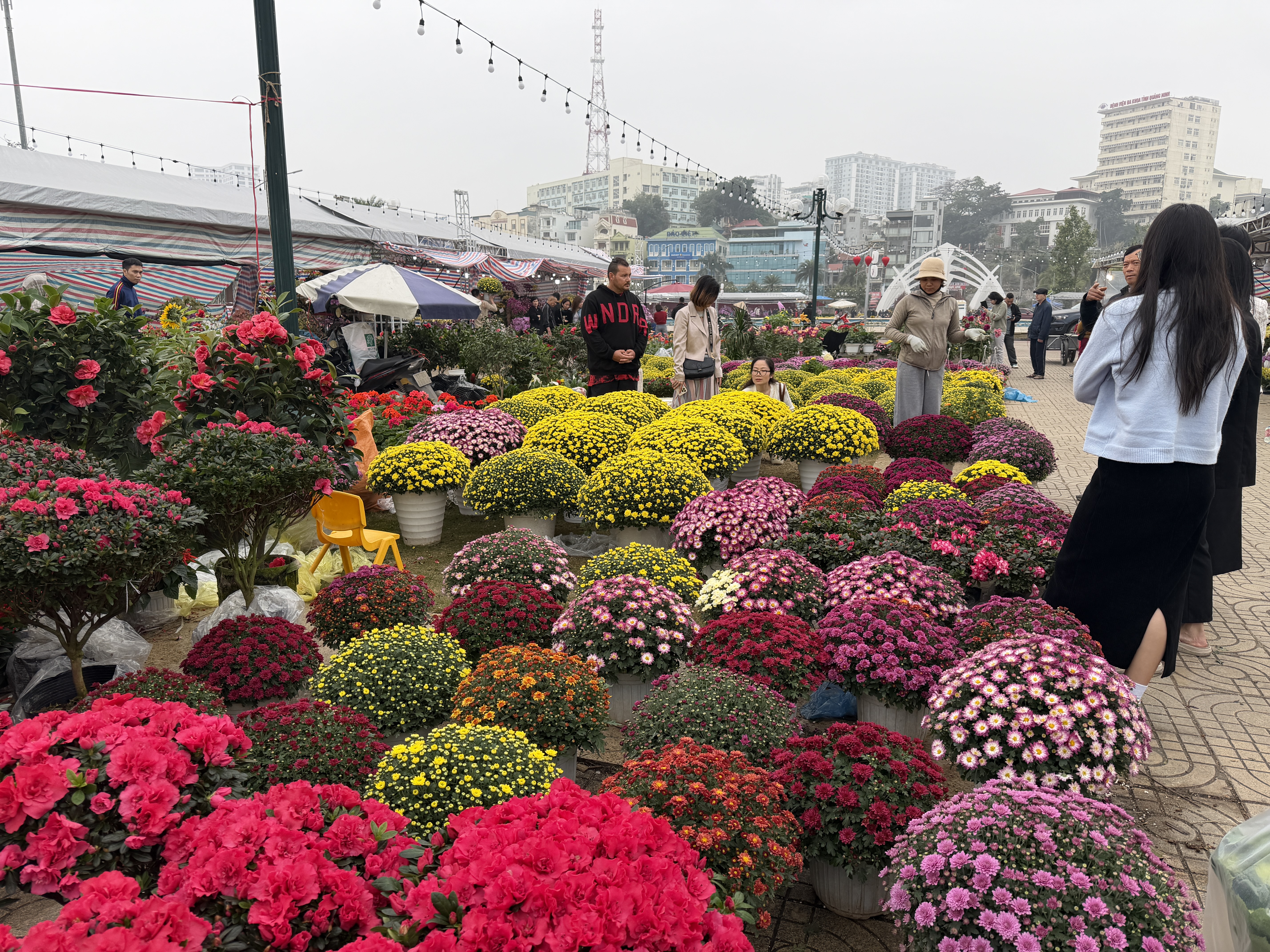 Hoa cây cảnh dịp tết ế ẩm bên vịnh Hạ Long - Ảnh 1.