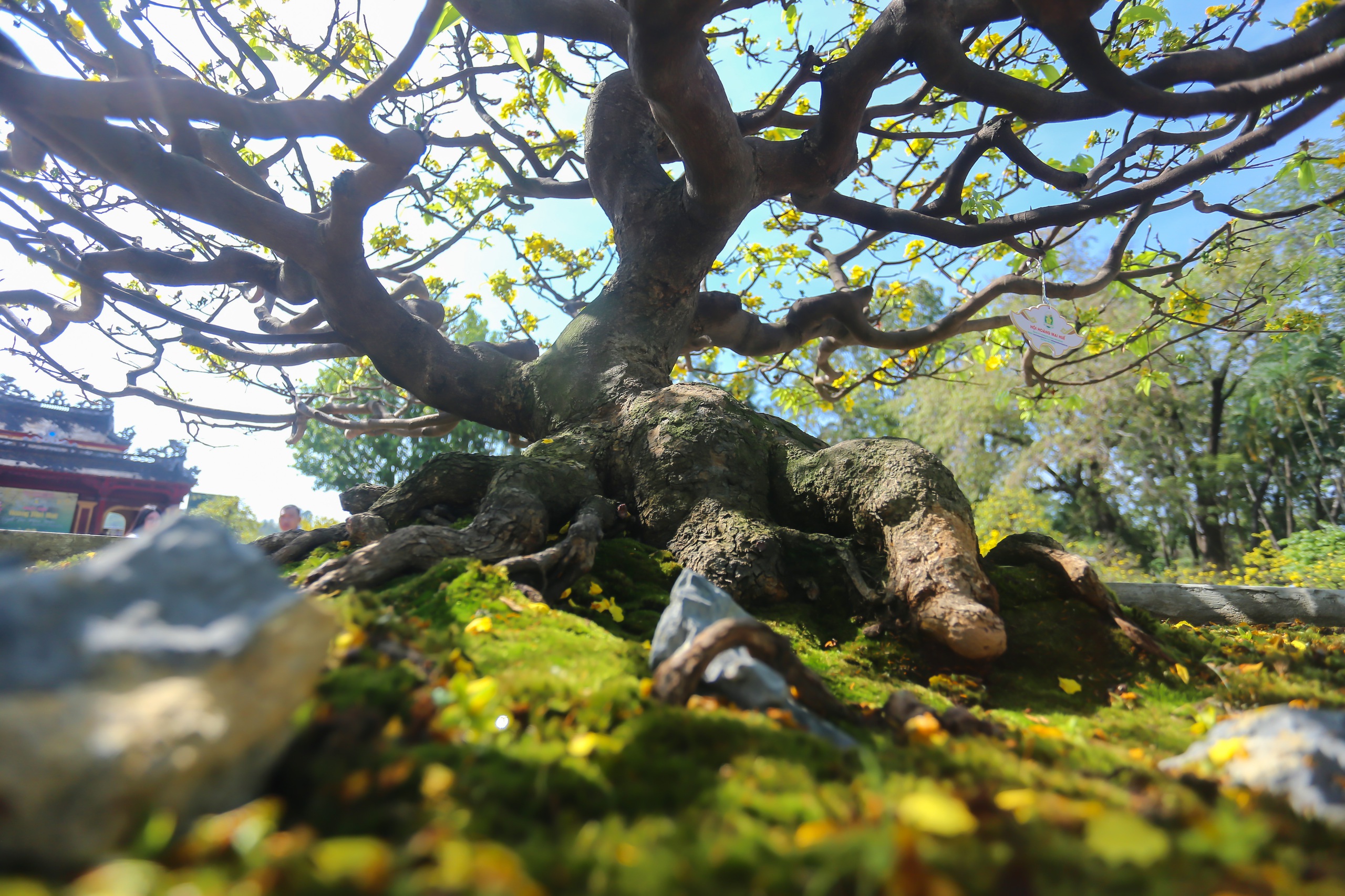 Chiêm ngưỡng cây hoàng mai Huế được chủ cho là đột biến, 'hét giá' 8 tỉ đồng- Ảnh 4.