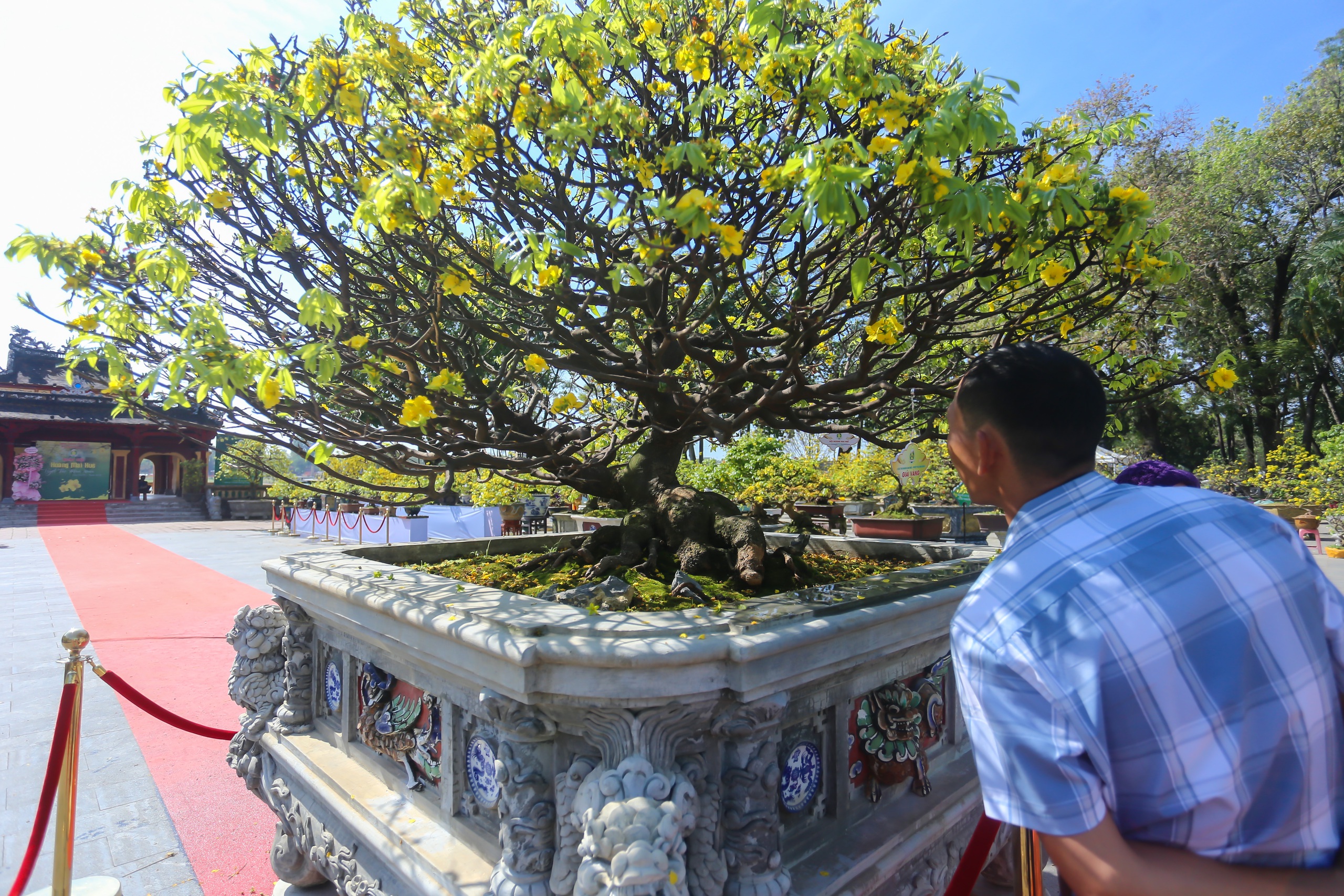 Chiêm ngưỡng cây hoàng mai Huế được chủ cho là đột biến, 'hét giá' 8 tỉ đồng- Ảnh 2.