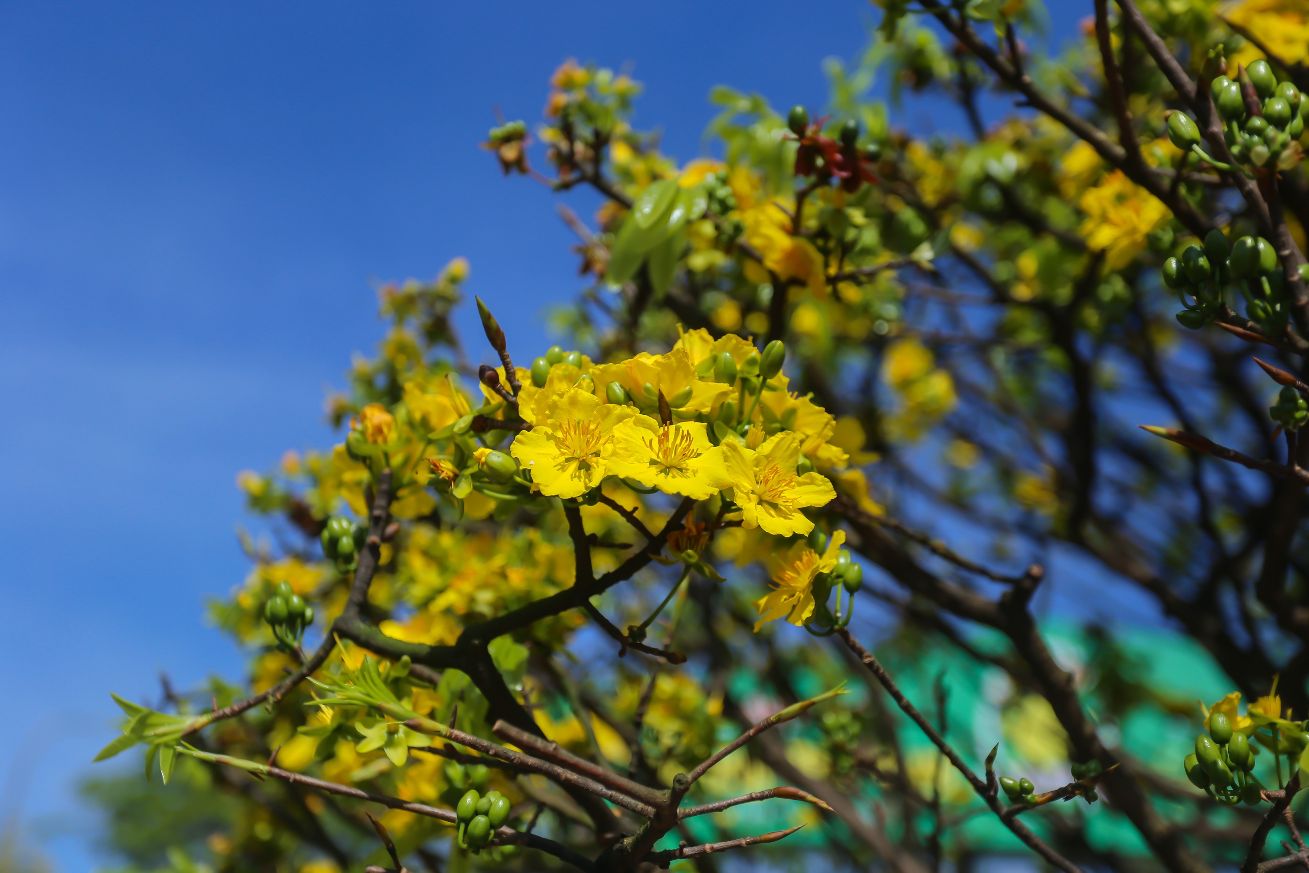 Chiêm ngưỡng cây hoàng mai Huế được chủ cho là đột biến, 'hét giá' 8 tỉ đồng- Ảnh 8.