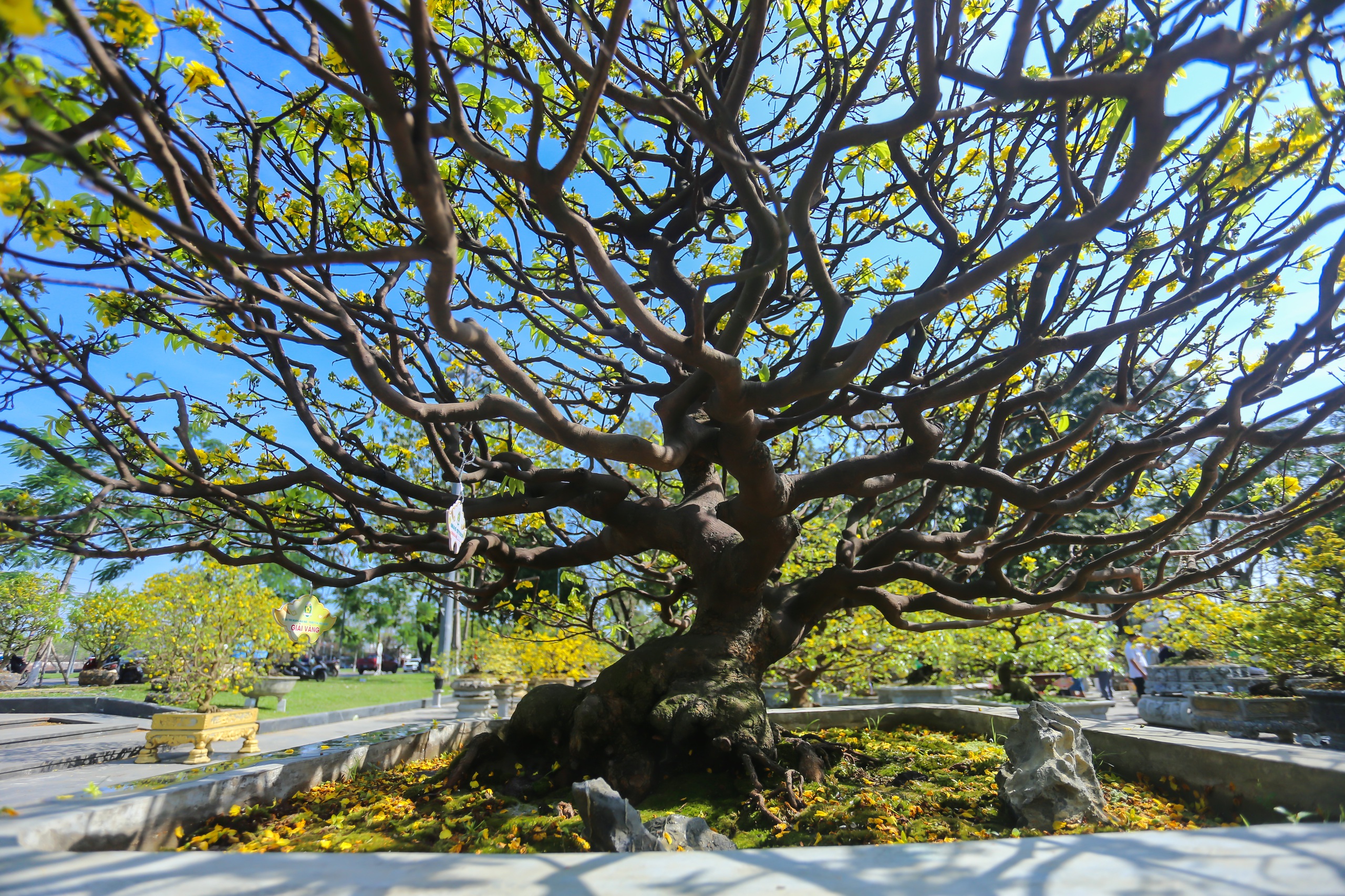 Chiêm ngưỡng cây hoàng mai Huế được chủ cho là đột biến, 'hét giá' 8 tỉ đồng- Ảnh 3.