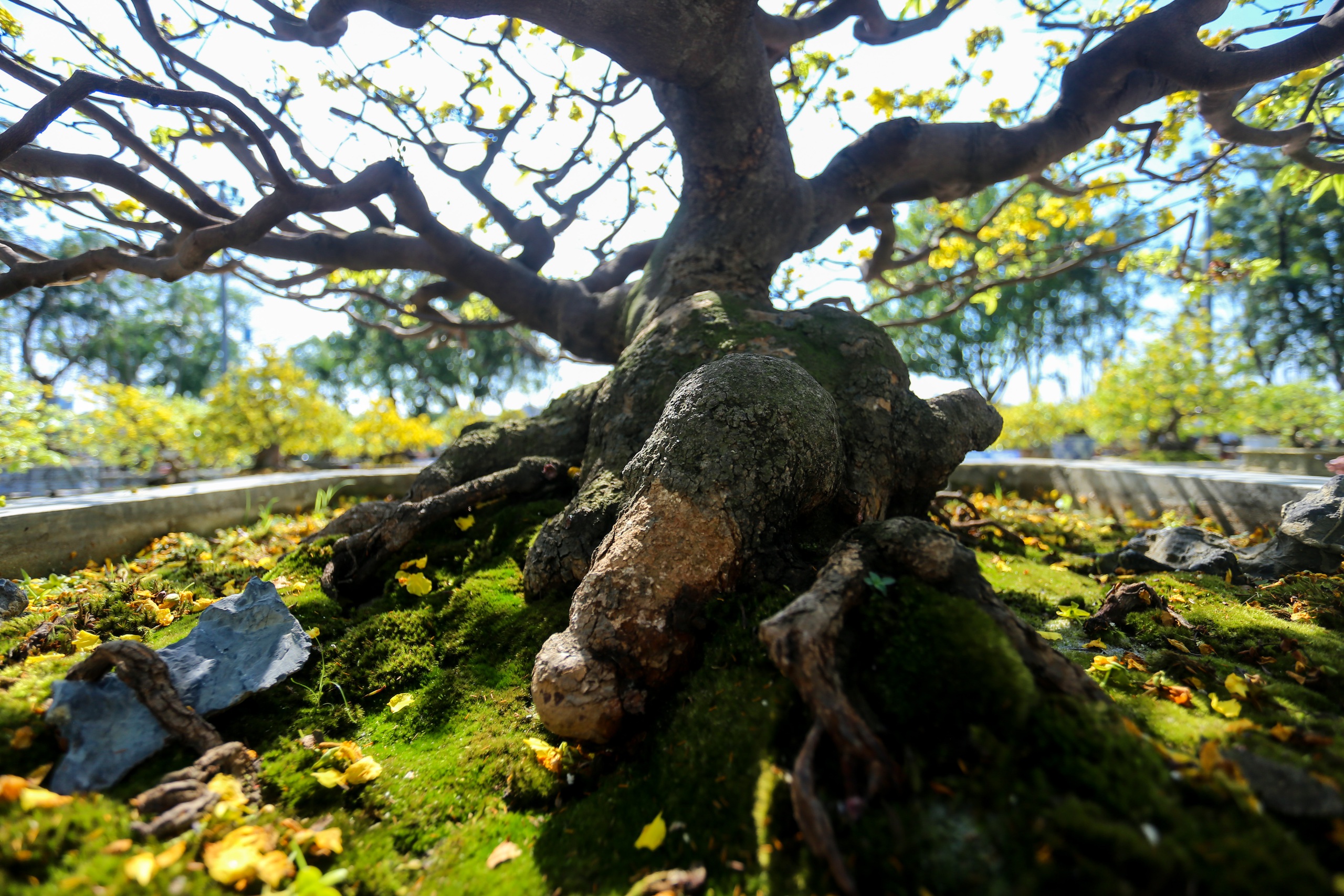 Chiêm ngưỡng cây hoàng mai Huế được chủ cho là đột biến, 'hét giá' 8 tỉ đồng- Ảnh 7.