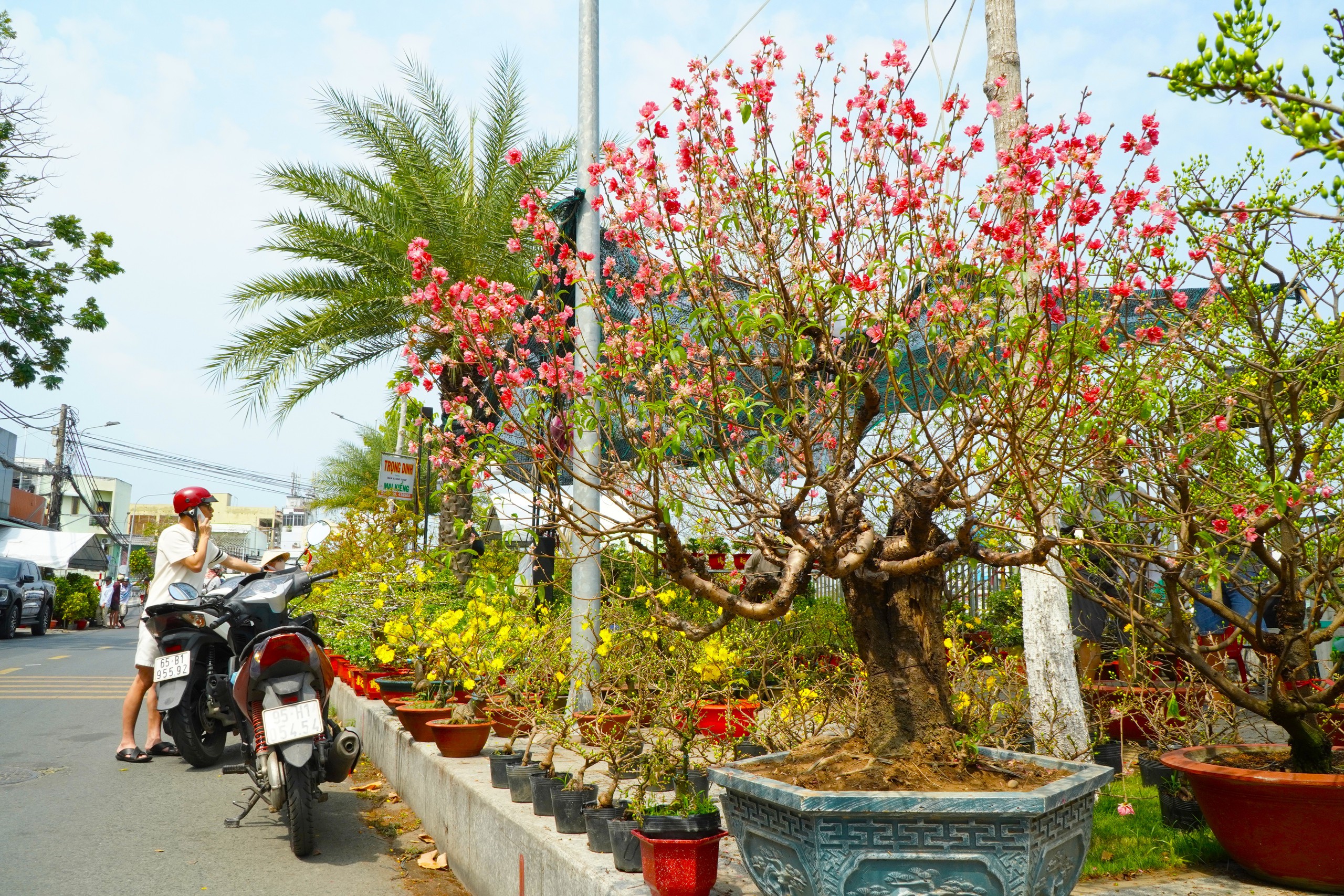 Bất ngờ gi&aacute; hoa đ&agrave;o ' độc nhất ' ở chợ hoa Cần Thơ Tết Nguy&ecirc;n đ&aacute;n 2026 - Ảnh 1.