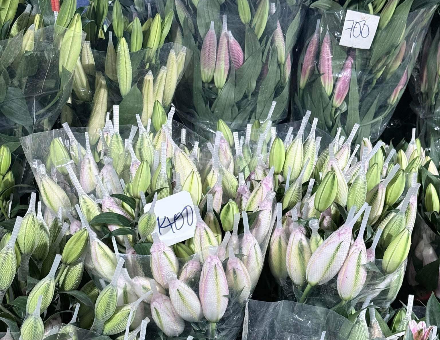 Hoa ly &lsquo;nhảy gi&aacute;&rsquo; , cao gấp 3 ng&agrave;y thường vẫn 'ch&aacute;y h&agrave;ng'- Ảnh 4.