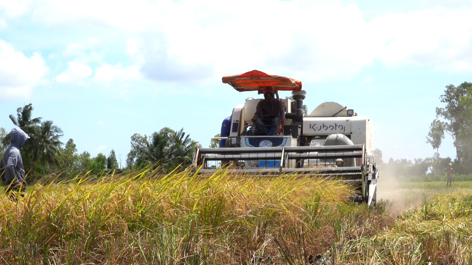 Về miền T&acirc;y m&ugrave;a gặt ST25 xem trẻ con h&aacute;o hức săn chuột đồng ăn tết - Ảnh 3.