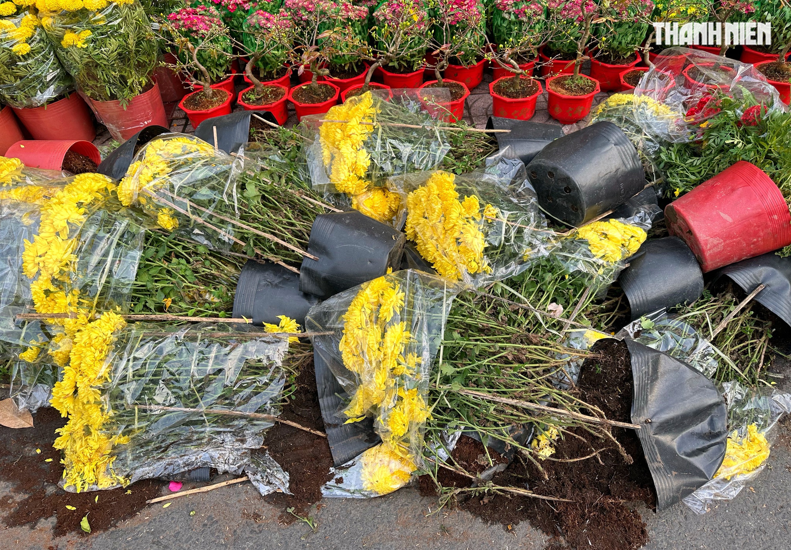 27 tết: Hoa c&uacute;c chất đống nằm la liệt ở TP.HCM, người b&aacute;n n&oacute;i c&acirc;u nghẹn l&ograve;ng  - Ảnh 2.