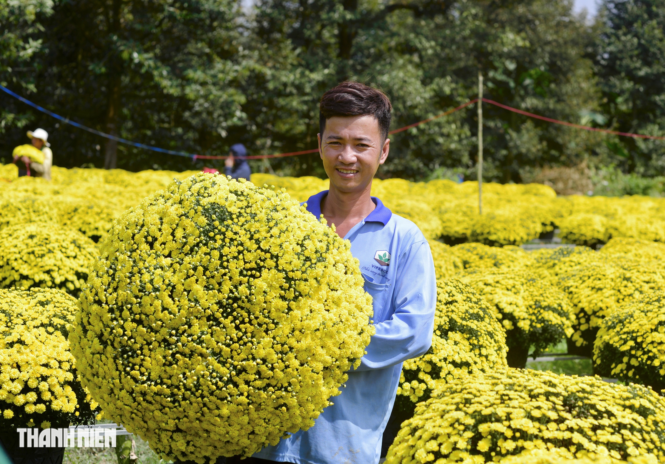 Vay ng&acirc;n h&agrave;ng trồng hoa tết thất bại: Nhưng mồ h&ocirc;i, nước mắt rồi sẽ kh&ocirc;! - Ảnh 2.