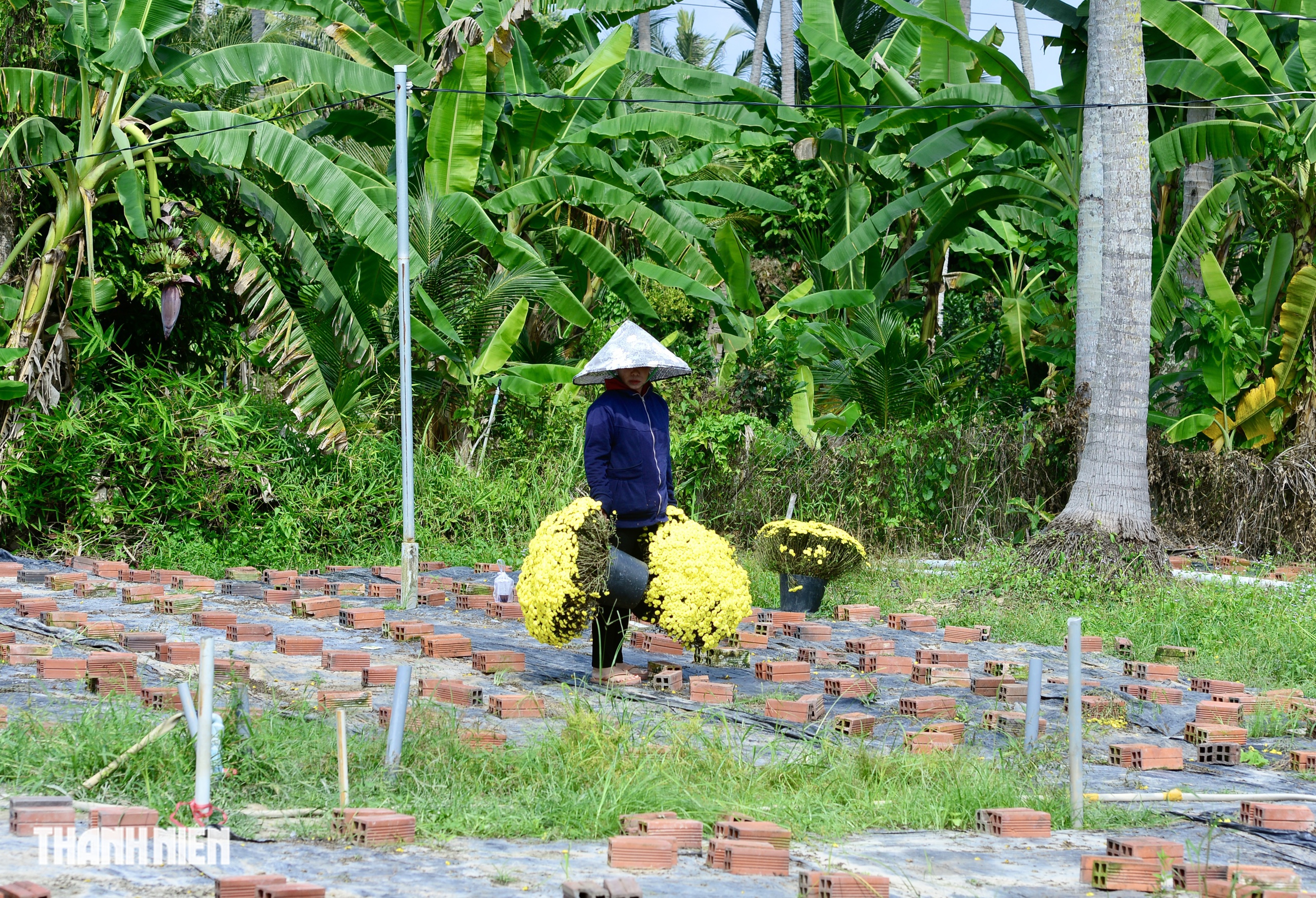 3 đời trồng hoa tết vẫn bất lực trước thiên nhiên: Lỗ 200 triệu đồng - Ảnh 4.