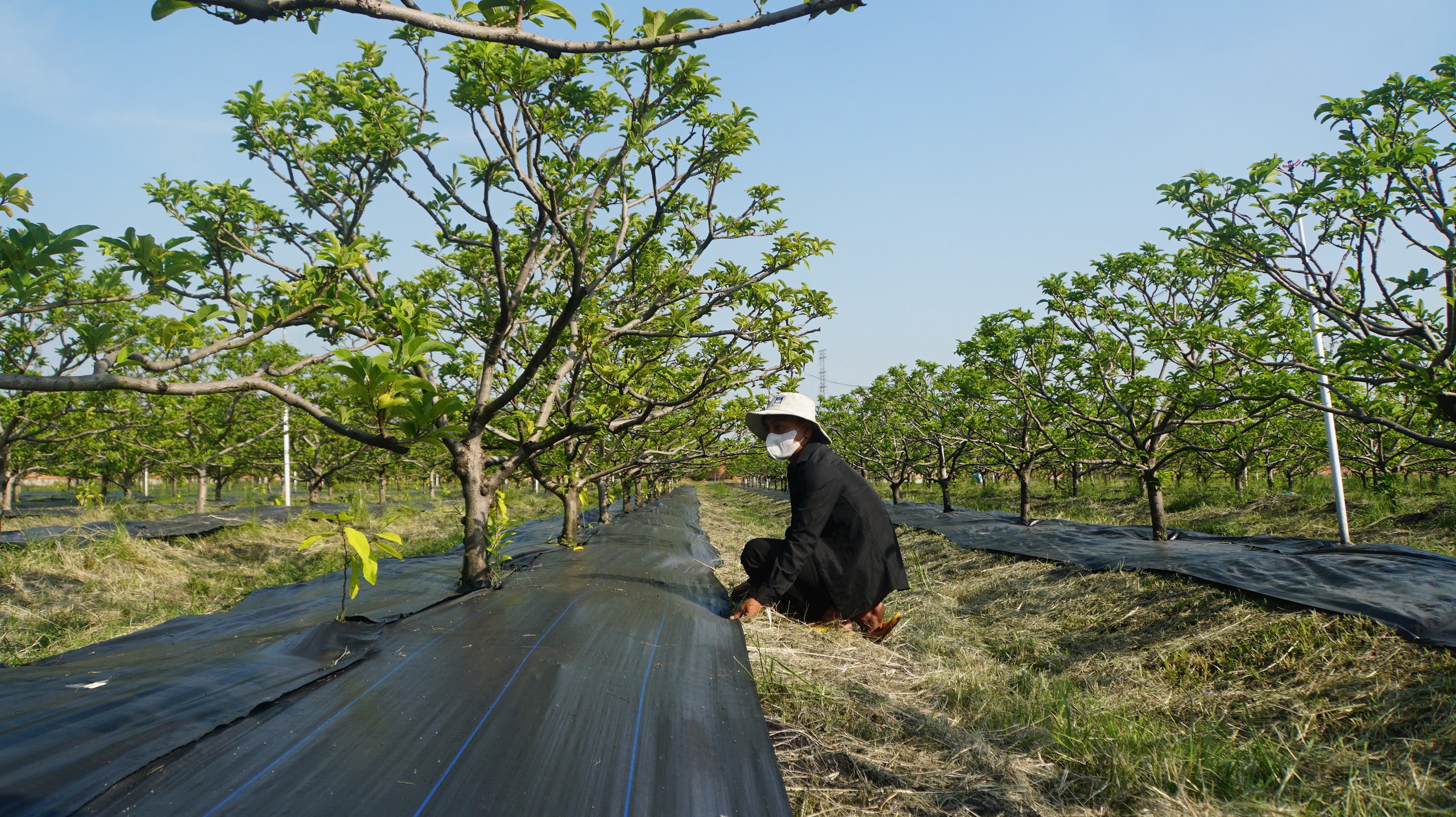 Mãng cầu - 'nông sản hạng sang' và mùa tết hốt bạc dưới chân núi Bà Đen- Ảnh 2.