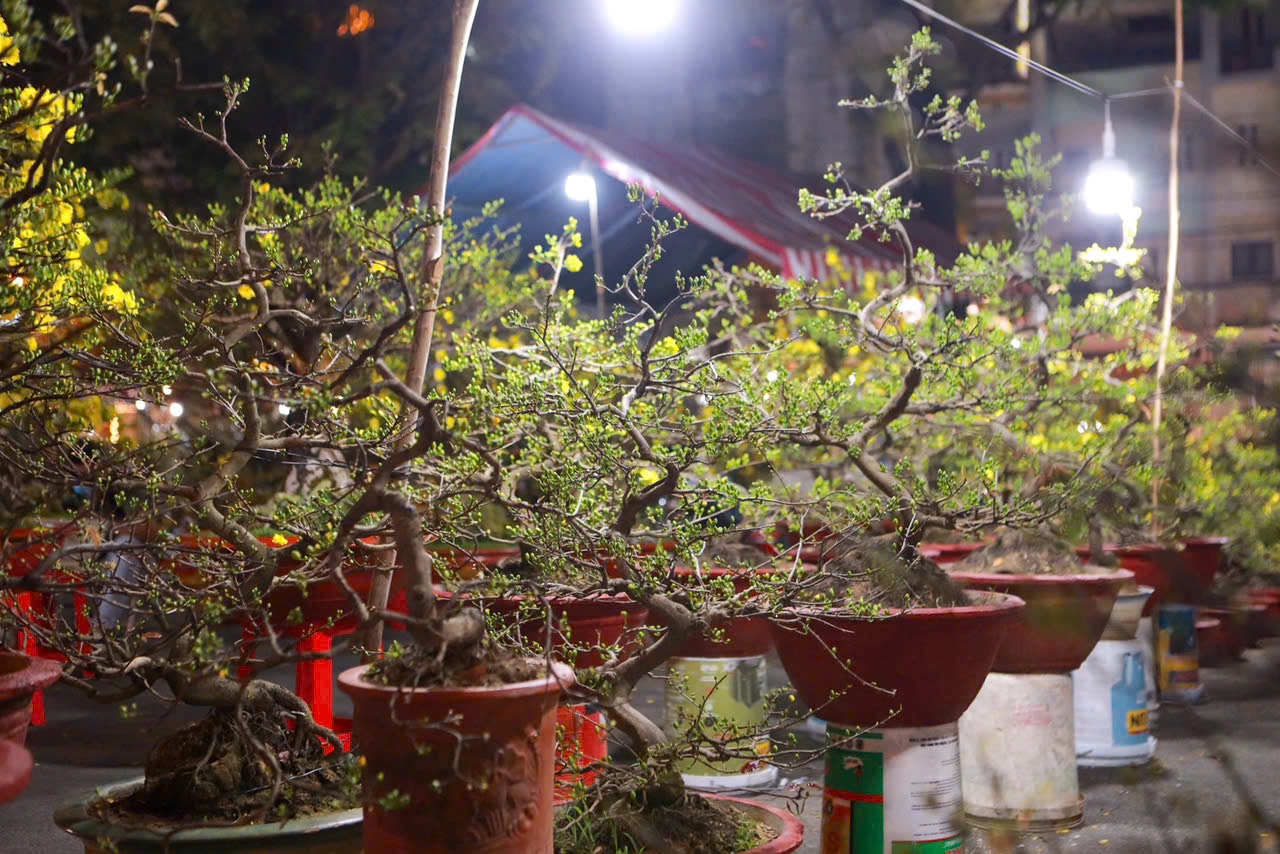 28 Tết: Anh Tuấn Ôm 110 chậu mai vàng chờ khách giữa phố thị TP . HCM - Ảnh 2. 28 Tết: Anh Tuấn Ôm 110 chậu mai vàng chờ khách giữa phố thị TP . HCM - Ảnh 2.