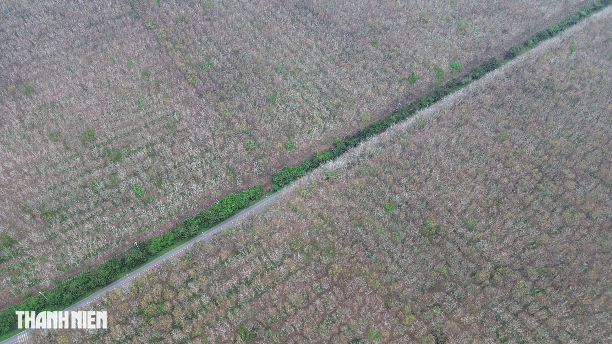 Ch&ugrave;m ảnh: Bất ngờ h&igrave;nh ảnh rừng cao su thay đổi ch&oacute;ng mặt chỉ trong một th&aacute;ng - Ảnh 5.