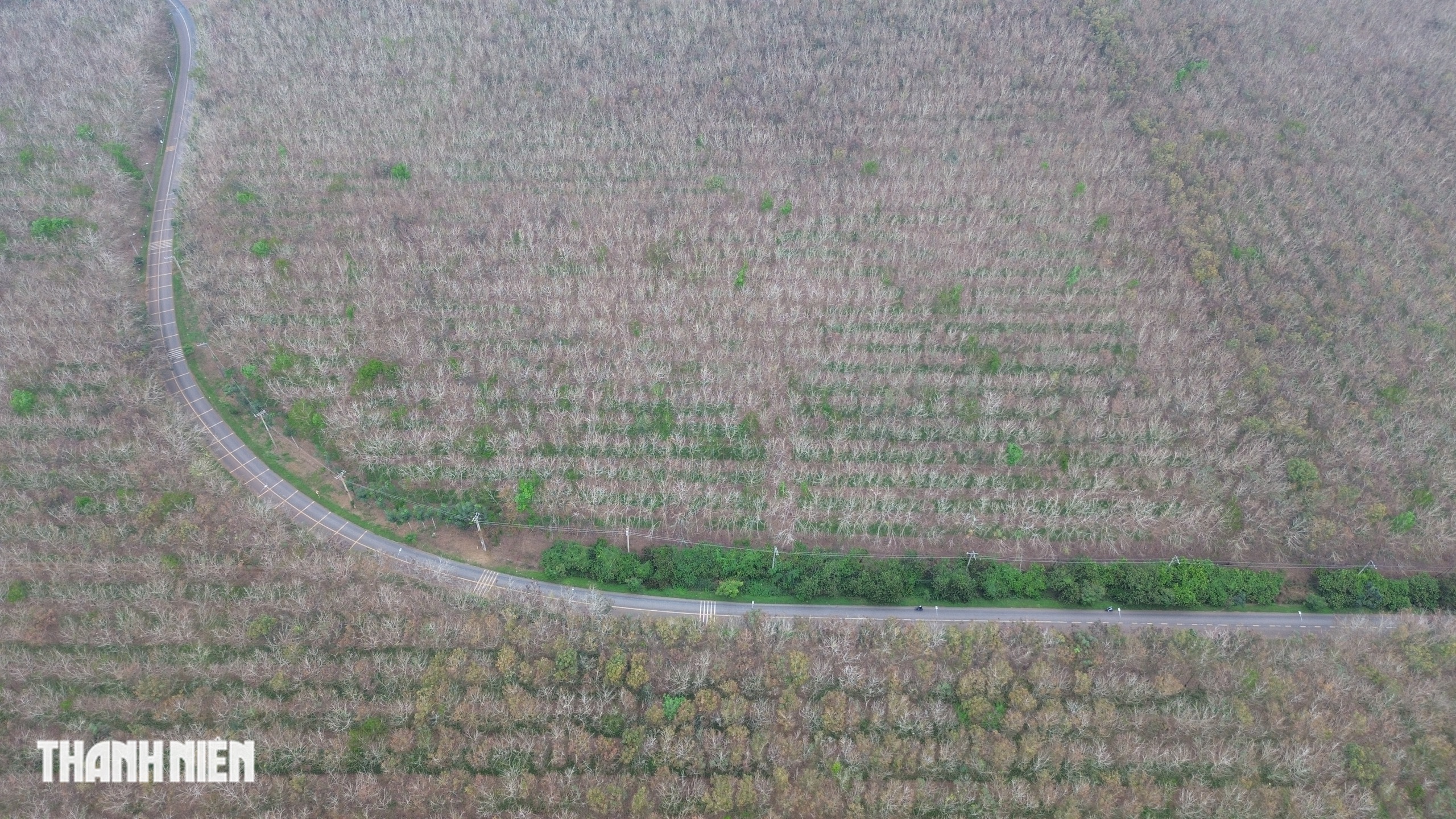 Ch&ugrave;m ảnh: Bất ngờ h&igrave;nh ảnh rừng cao su thay đổi ch&oacute;ng mặt chỉ trong một th&aacute;ng - Ảnh 13.