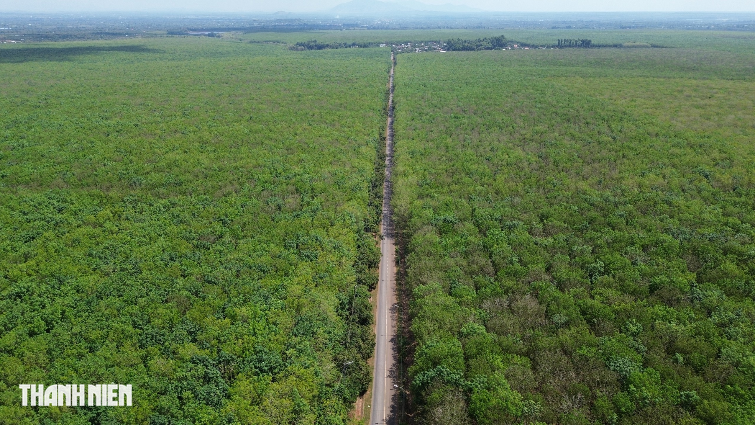 Ch&ugrave;m ảnh: Bất ngờ h&igrave;nh ảnh rừng cao su thay đổi ch&oacute;ng mặt chỉ trong một th&aacute;ng - Ảnh 2.