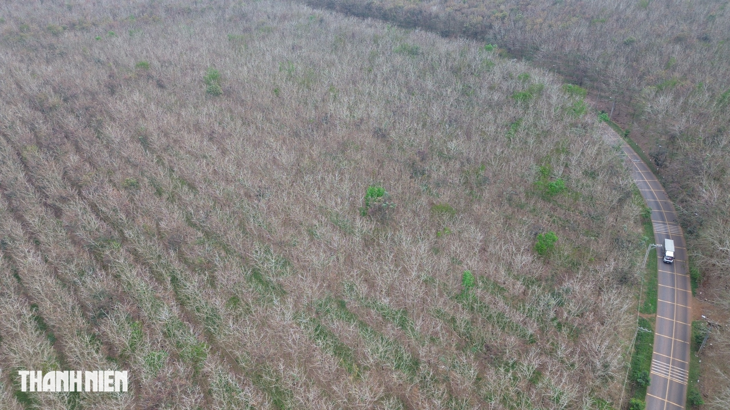 Ch&ugrave;m ảnh: Bất ngờ h&igrave;nh ảnh rừng cao su thay đổi ch&oacute;ng mặt chỉ trong một th&aacute;ng - Ảnh 11.