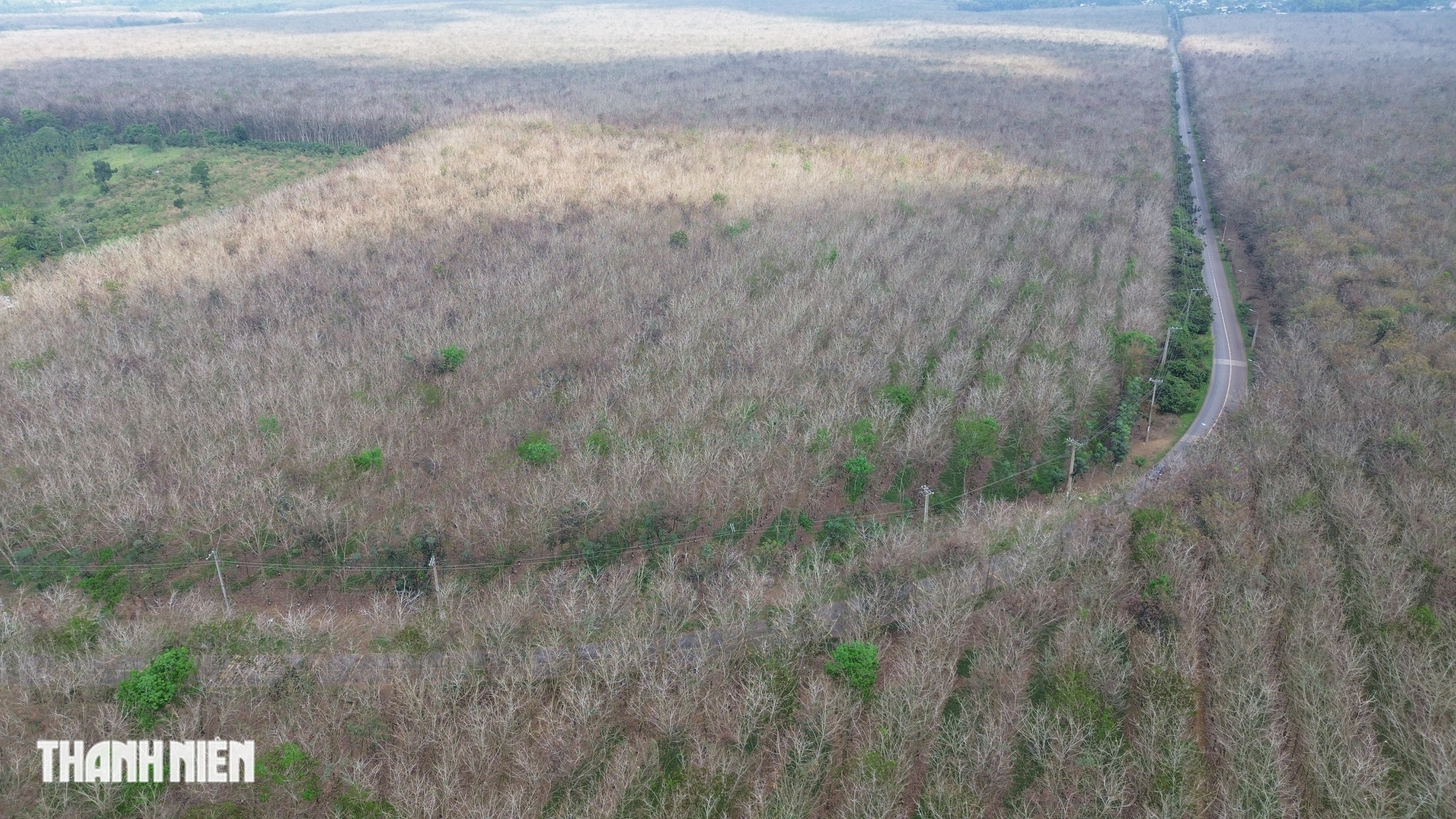Ch&ugrave;m ảnh: Bất ngờ h&igrave;nh ảnh rừng cao su thay đổi ch&oacute;ng mặt chỉ trong một th&aacute;ng - Ảnh 9.