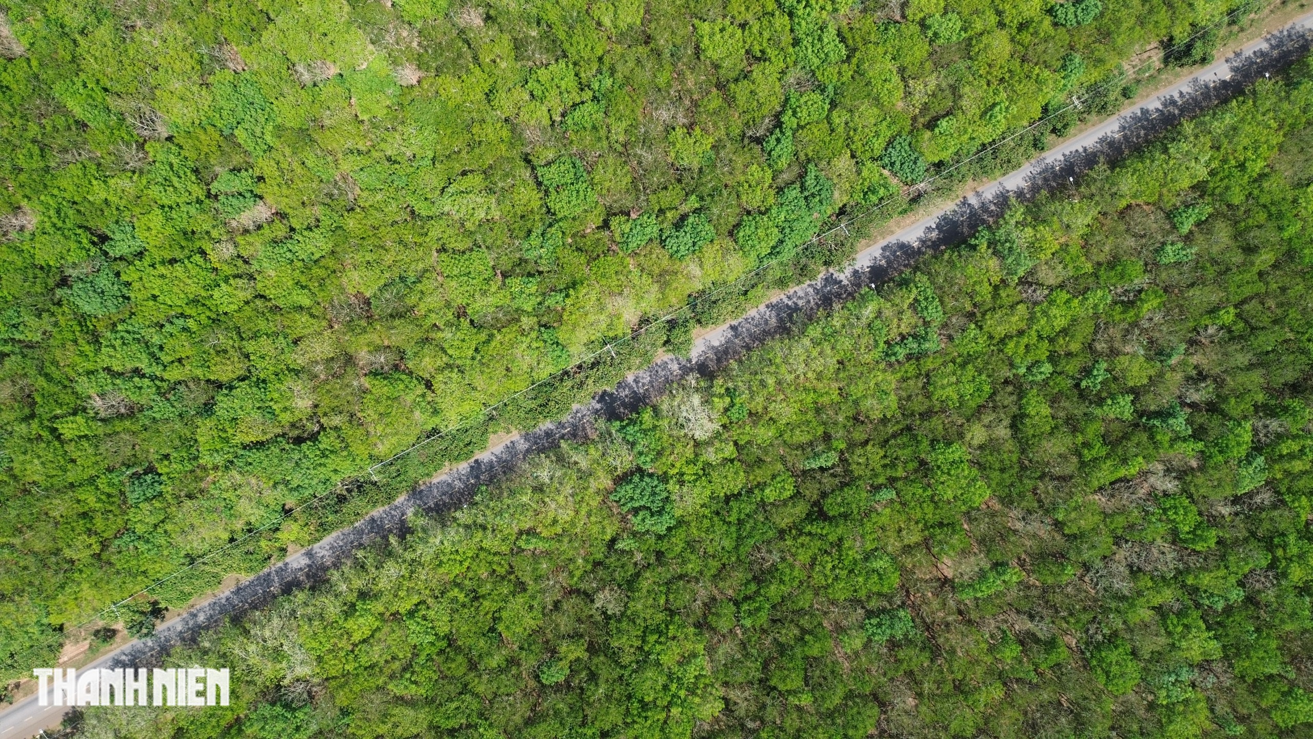 Ch&ugrave;m ảnh: Bất ngờ h&igrave;nh ảnh rừng cao su thay đổi ch&oacute;ng mặt chỉ trong một th&aacute;ng - Ảnh 6.