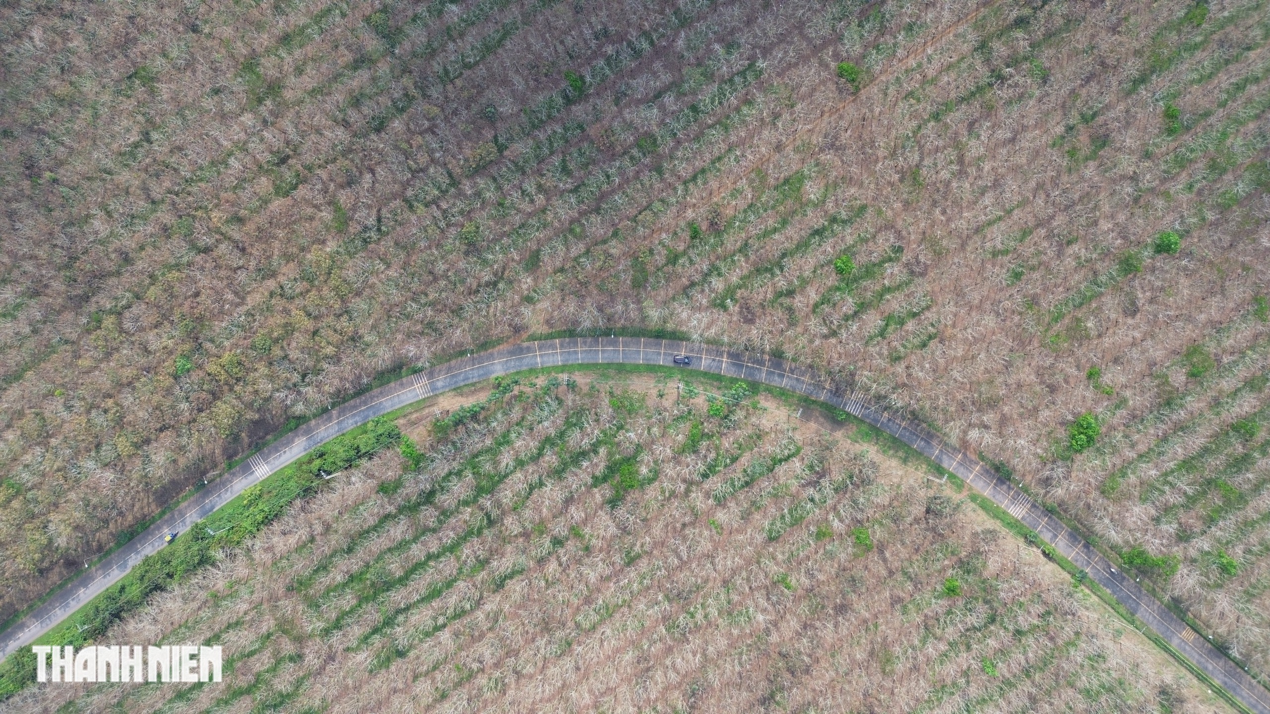 Ch&ugrave;m ảnh: Bất ngờ h&igrave;nh ảnh rừng cao su thay đổi ch&oacute;ng mặt chỉ trong một th&aacute;ng - Ảnh 7.