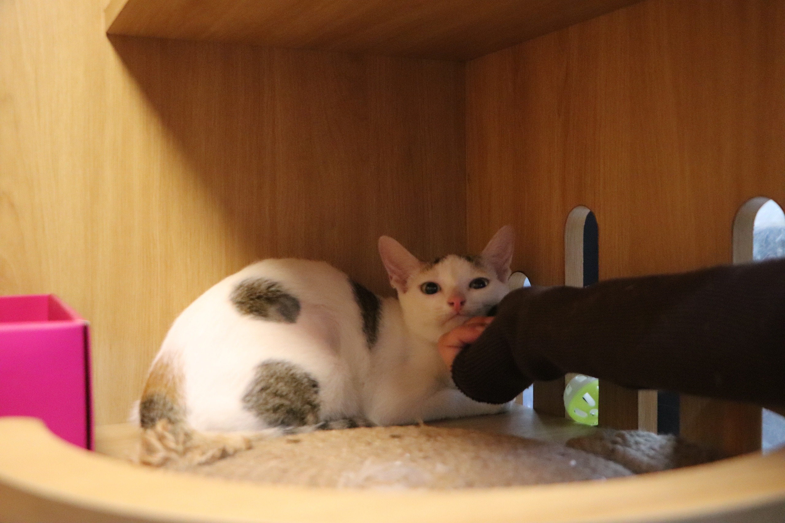 Mở th&ecirc;m khu vẫn k&iacute;n chỗ: Kh&aacute;ch sạn th&uacute; cưng vẫn &ldquo;ch&aacute;y ph&ograve;ng&rdquo; dịp tết 2026  - Ảnh 5.