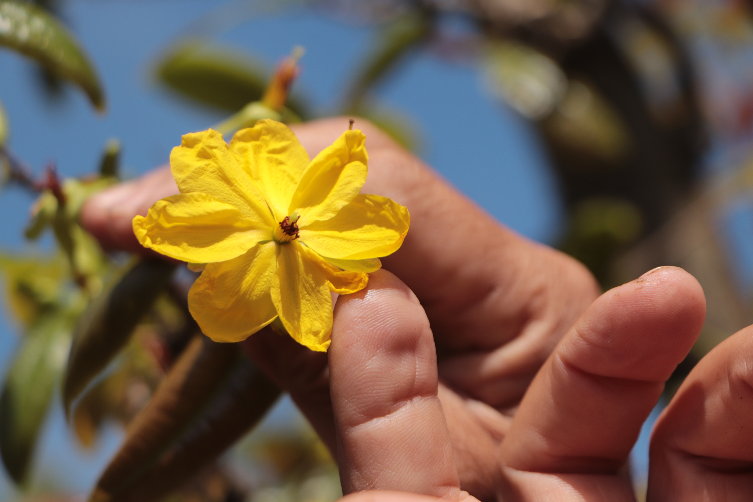 C&acirc;y mai v&agrave;ng độc lạ 9 c&aacute;nh của nghệ nh&acirc;n Đắk Lắk gi&aacute; trị gần Tết 2026 - Ảnh 2.