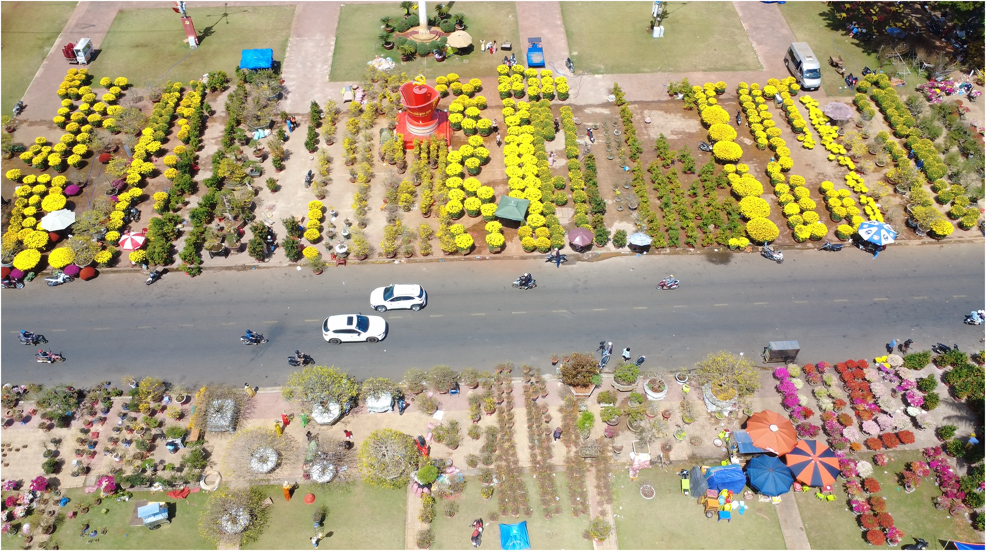 C&acirc;y mai v&agrave;ng độc lạ 9 c&aacute;nh của nghệ nh&acirc;n Đắk Lắk gi&aacute; trị gần Tết 2026 - Ảnh 4.