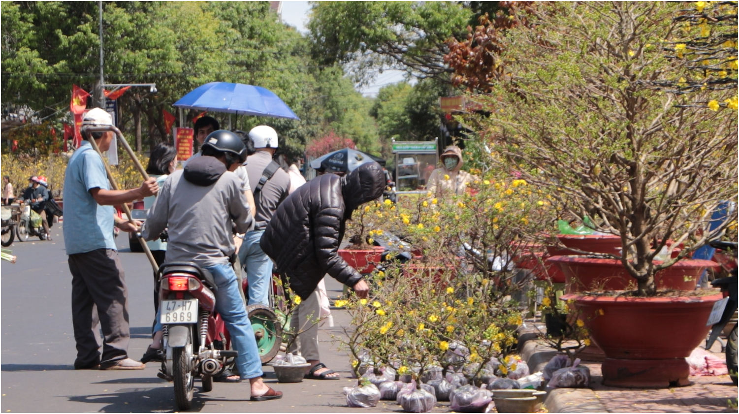 Mai d&aacute;ng rồng gi&aacute; 700 triệu tại Đắk Lắk chủ nh&acirc;n chờ &ldquo; duy&ecirc;n &rdquo; đặc biệt - Ảnh 2.