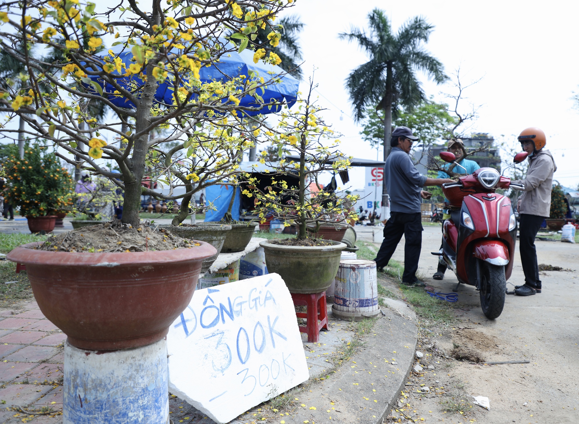 Chiều 29 Tết: Chợ hoa Đ&agrave; Nẵng trầm lắng, tiểu thương 'xả h&agrave;ng' vẫn ế ẩm- Ảnh 6.