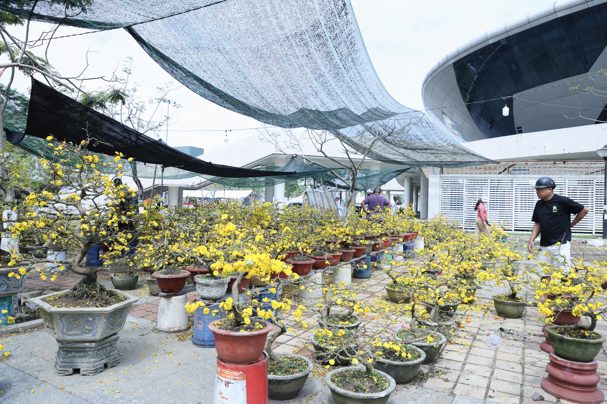 Chiều 29 Tết: Chợ hoa Đ&agrave; Nẵng trầm lắng, tiểu thương 'xả h&agrave;ng' vẫn ế ẩm- Ảnh 5.