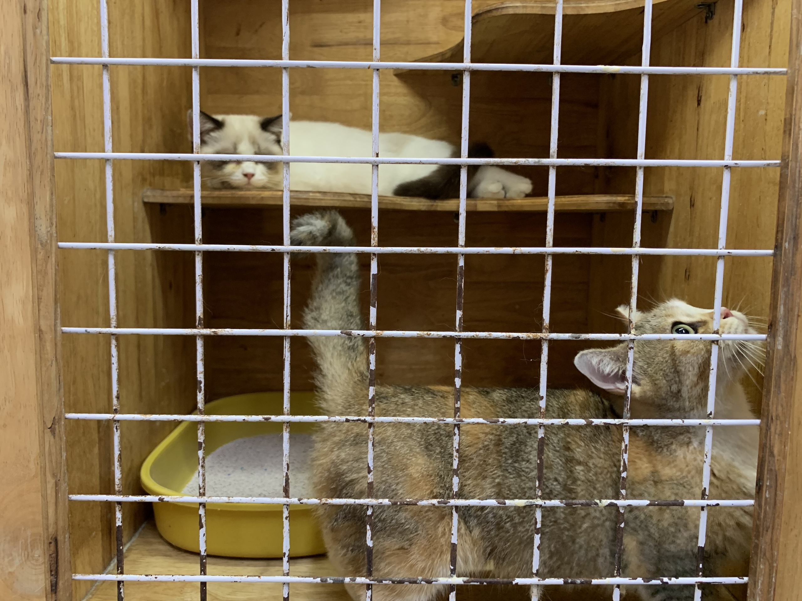 Dịch vụ chăm th&uacute; cưng 'từ A đến Z' thu h&uacute;t kh&aacute;ch dịp tết- Ảnh 3.