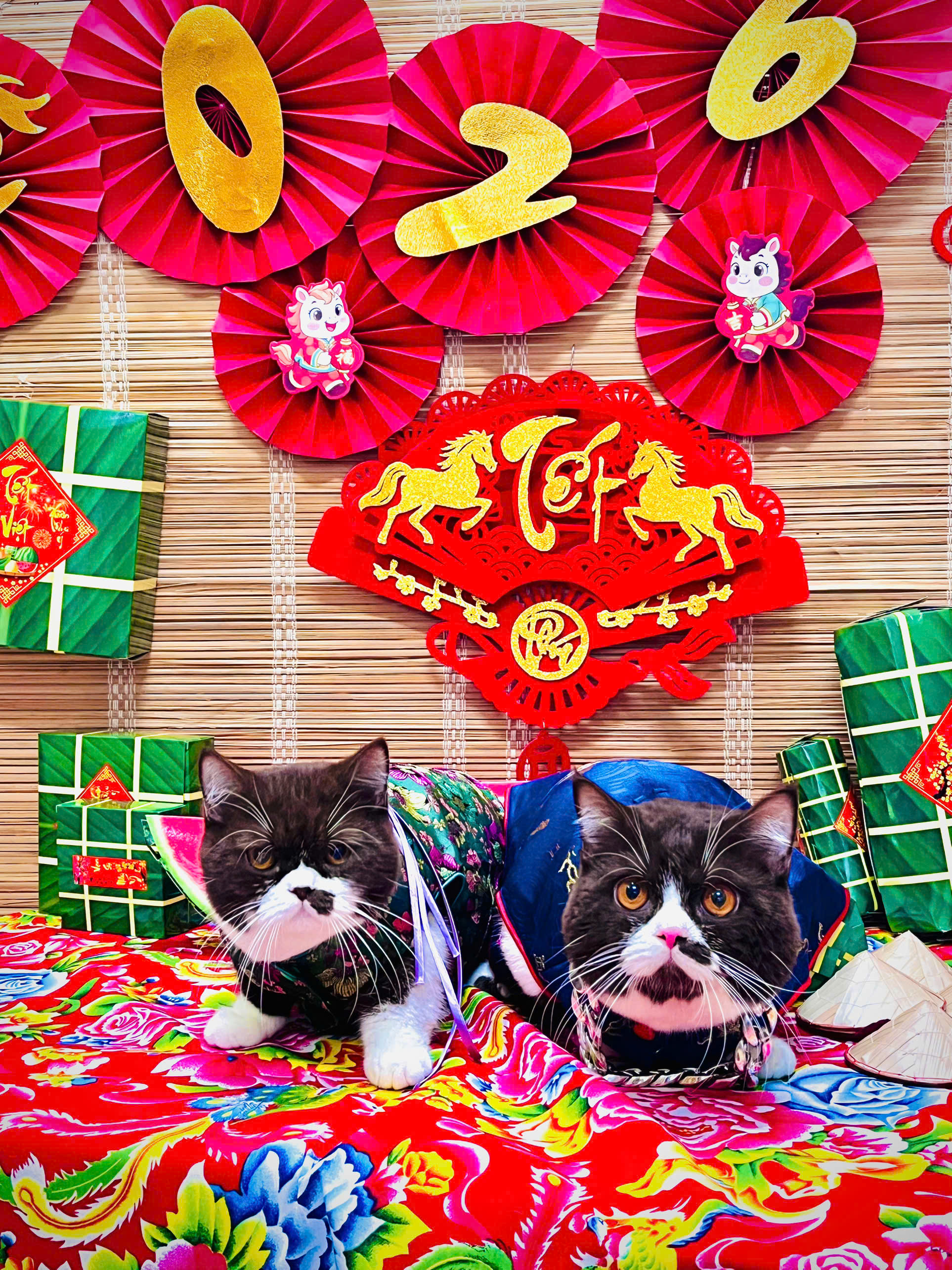 Dịch vụ chăm th&uacute; cưng 'từ A đến Z' thu h&uacute;t kh&aacute;ch dịp tết- Ảnh 5.