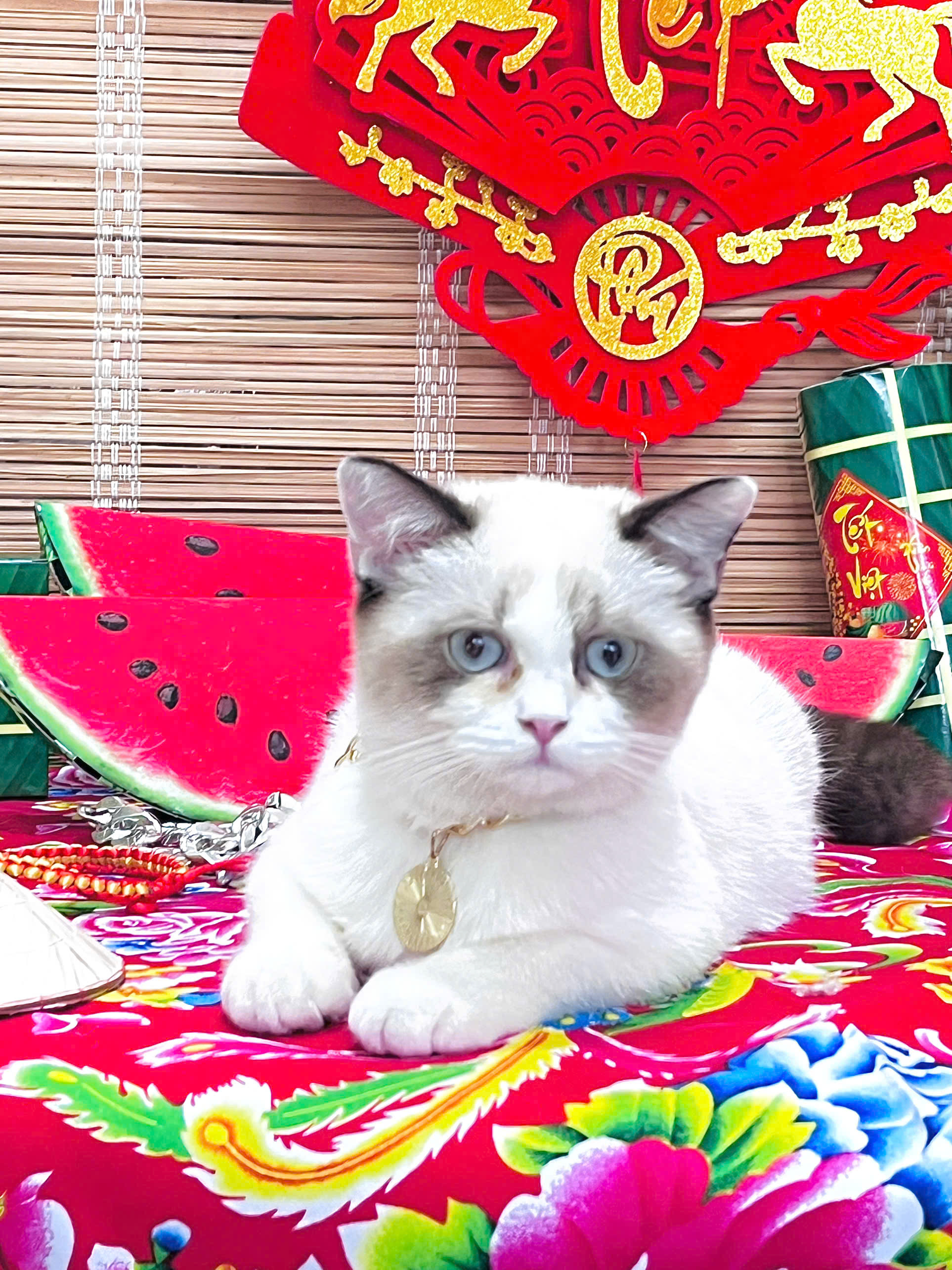 Dịch vụ chăm th&uacute; cưng 'từ A đến Z' thu h&uacute;t kh&aacute;ch dịp tết- Ảnh 6.