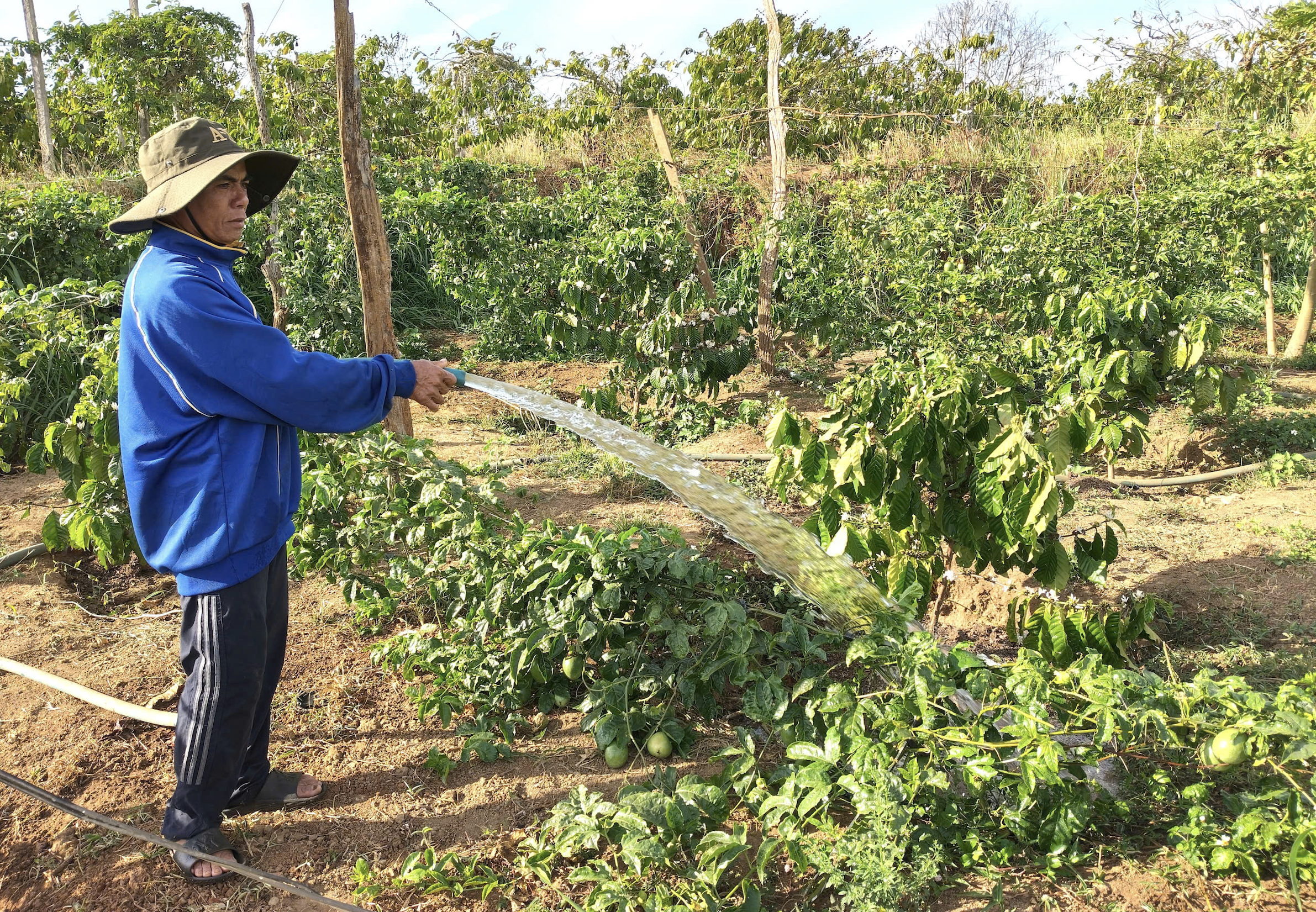 Nông dân Gia Lai hối hả tưới cà phê chạy tết trước mùa khô khắc nghiệt- Ảnh 3. Nông dân Gia Lai hối hả tưới cà phê chạy tết trước mùa khô khắc nghiệt- Ảnh 3.