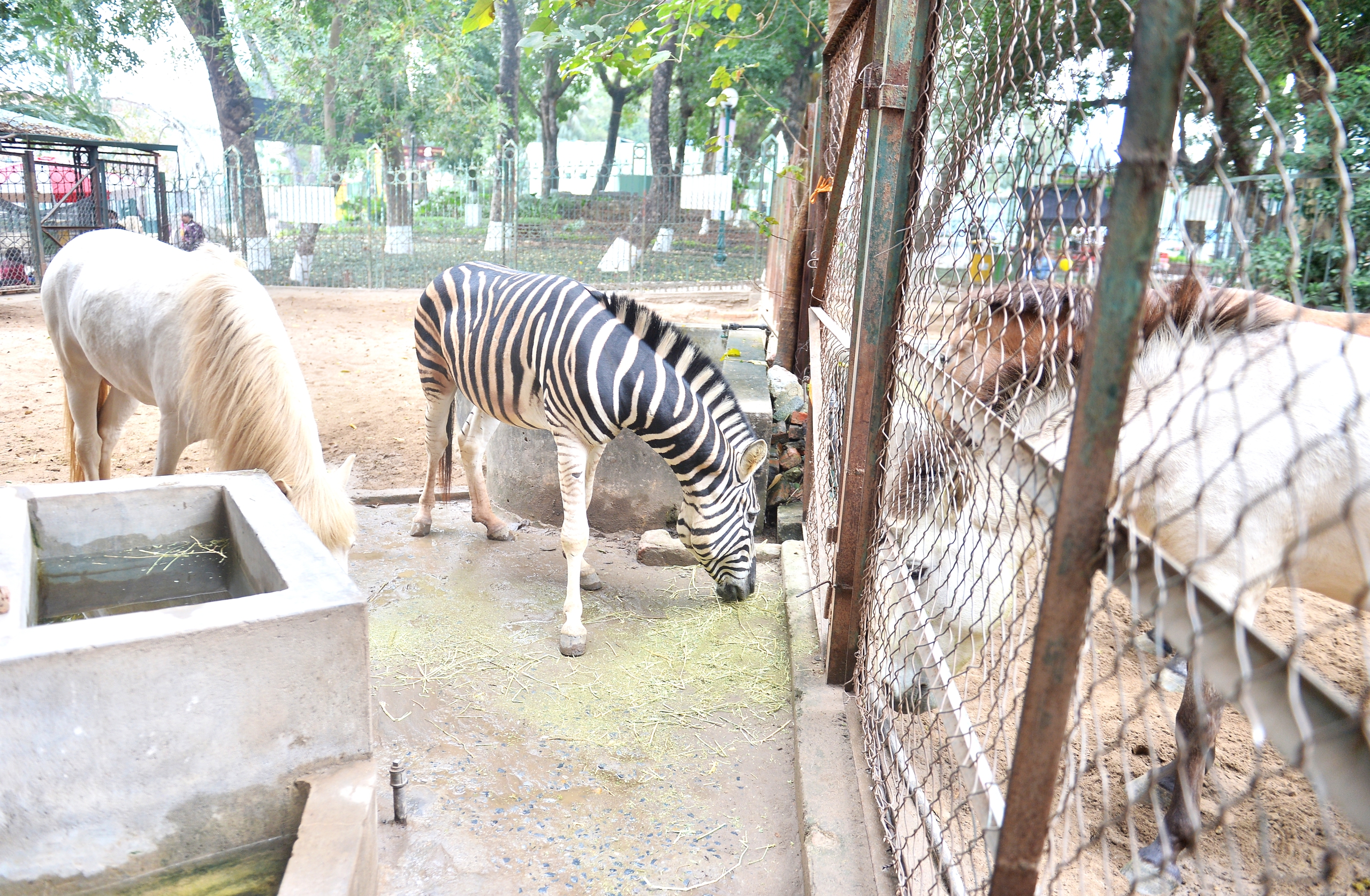 Chuyện ít biết về những chú ngựa biết 'nũng nịu' ở vườn thú Hà Nội- Ảnh 6. Chuyện ít biết về những chú ngựa biết 'nũng nịu' ở vườn thú Hà Nội- Ảnh 6.