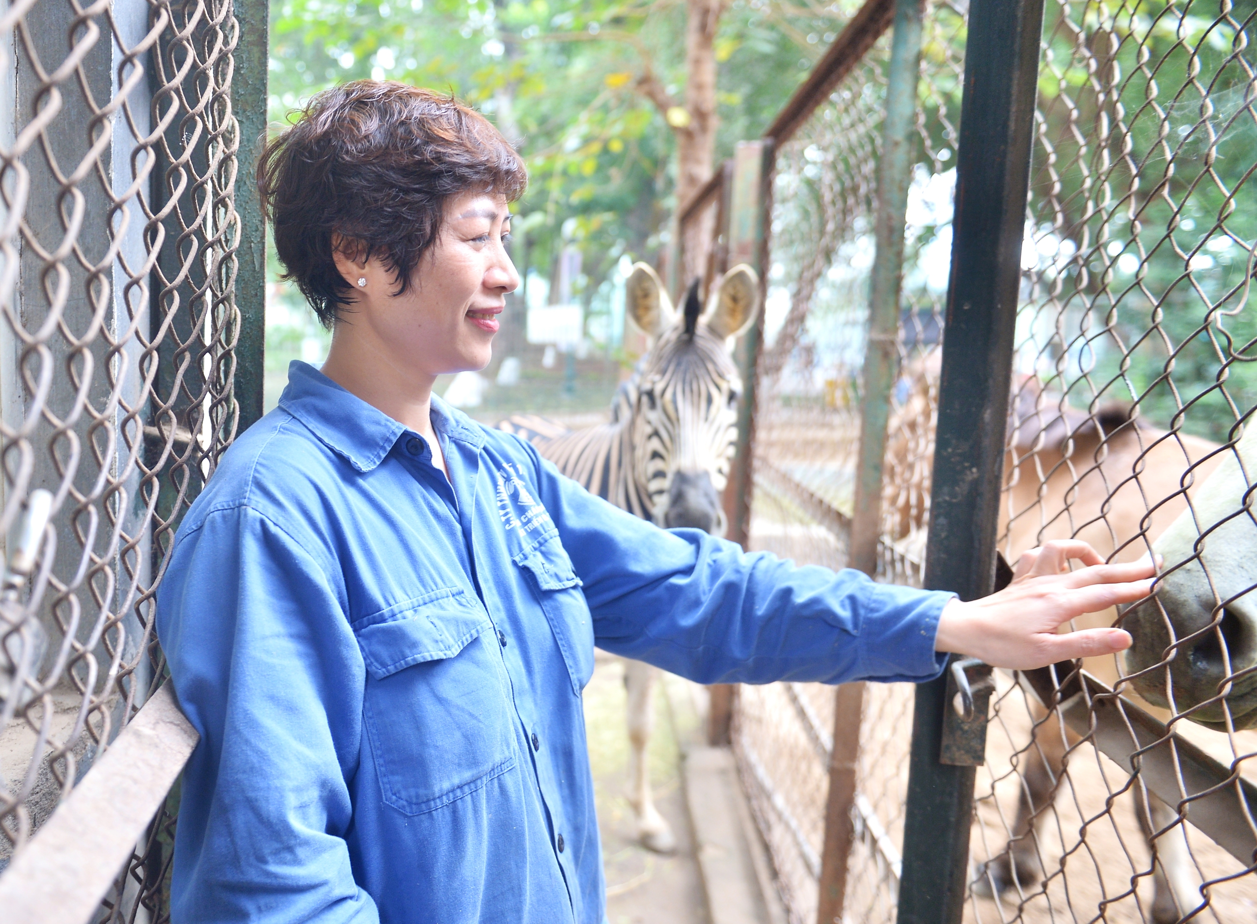 Chuyện ít biết về những chú ngựa biết 'nũng nịu' ở vườn thú Hà Nội- Ảnh 10. Chuyện ít biết về những chú ngựa biết 'nũng nịu' ở vườn thú Hà Nội- Ảnh 10.