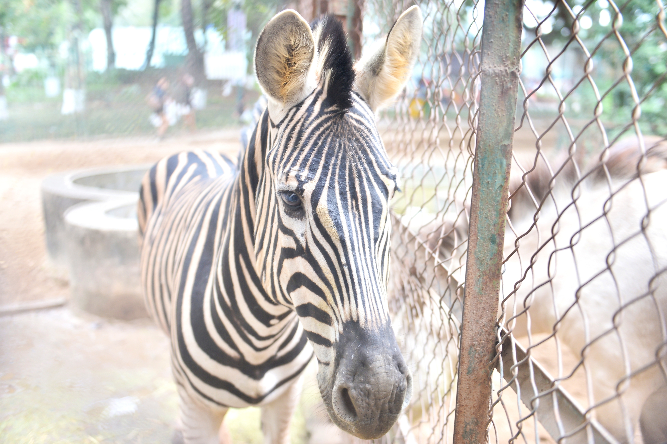 Chuyện ít biết về những chú ngựa biết 'nũng nịu' ở vườn thú Hà Nội- Ảnh 5. Chuyện ít biết về những chú ngựa biết 'nũng nịu' ở vườn thú Hà Nội- Ảnh 5.