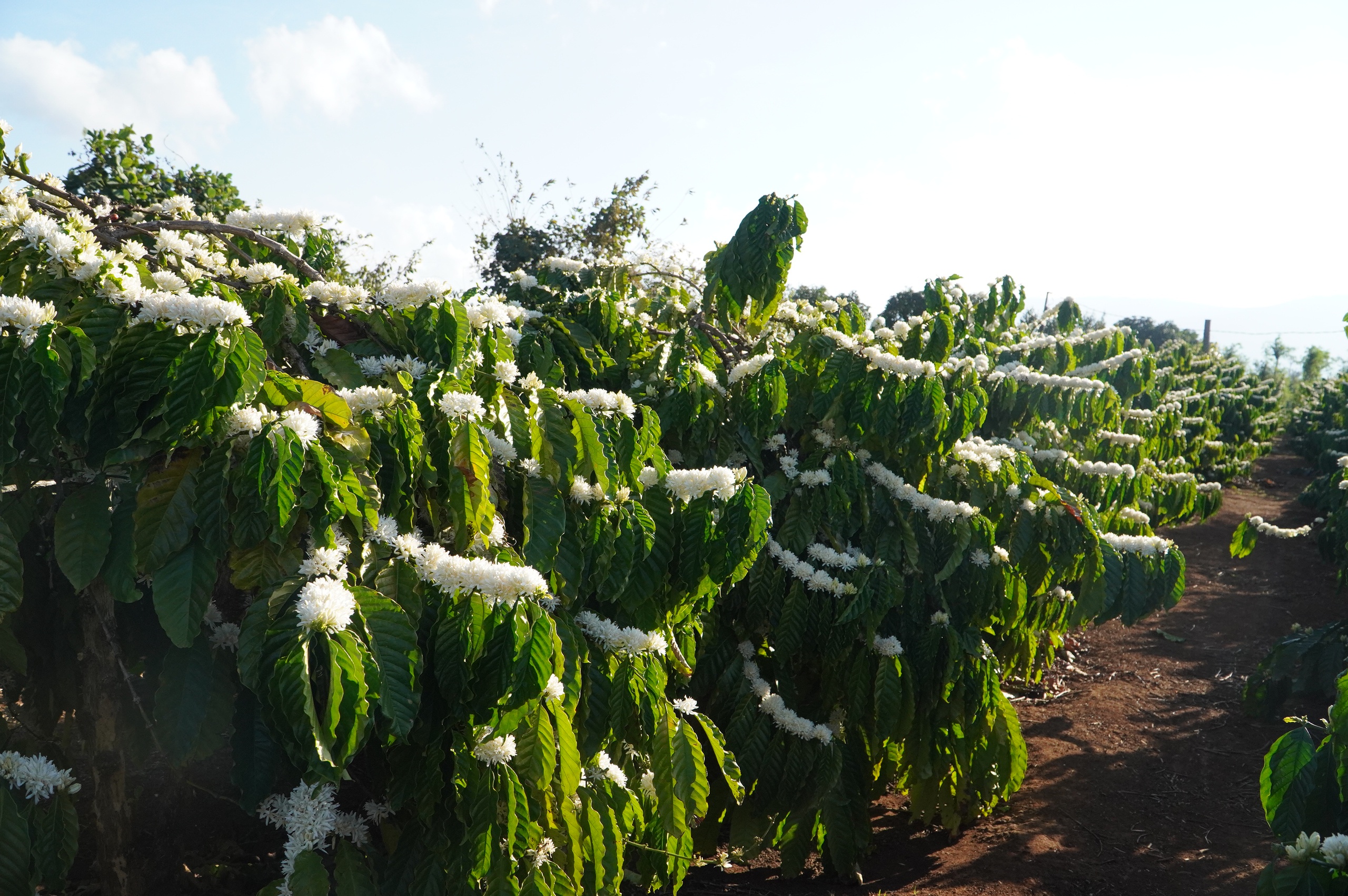 Nông dân Gia Lai hối hả tưới cà phê chạy tết trước mùa khô khắc nghiệt- Ảnh 4. Nông dân Gia Lai hối hả tưới cà phê chạy tết trước mùa khô khắc nghiệt- Ảnh 4.