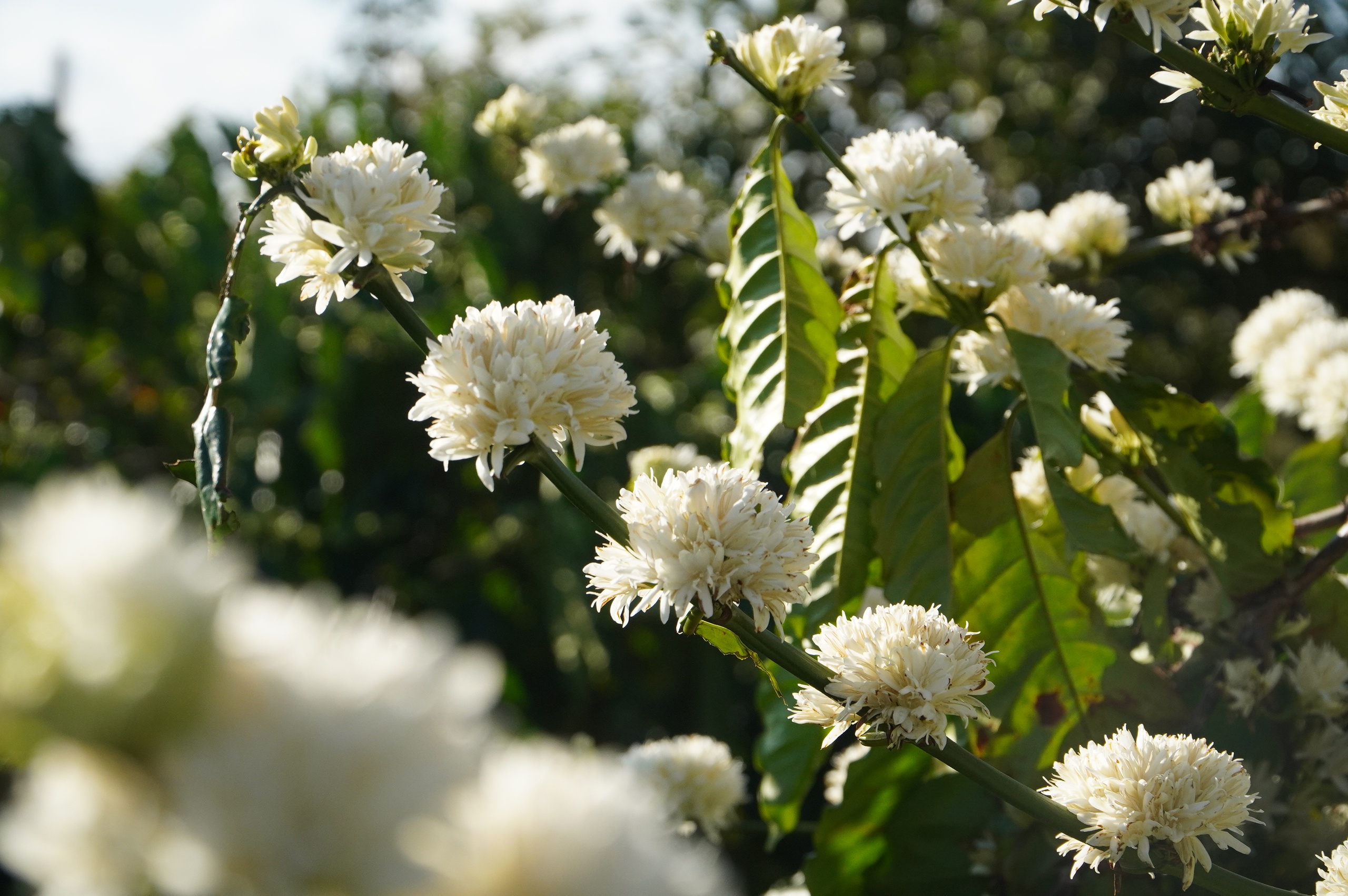 Nông dân Gia Lai hối hả tưới cà phê chạy tết trước mùa khô khắc nghiệt- Ảnh 5. Nông dân Gia Lai hối hả tưới cà phê chạy tết trước mùa khô khắc nghiệt- Ảnh 5.