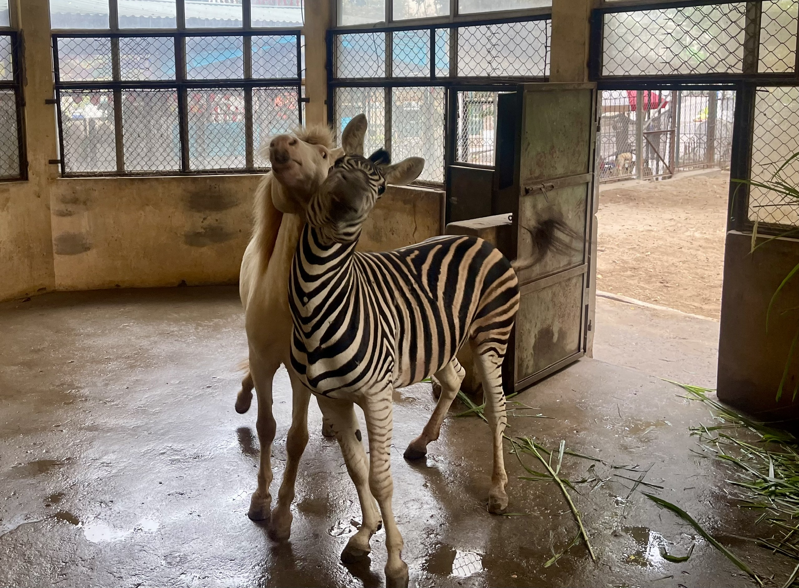 Chuyện ít biết về những chú ngựa biết 'nũng nịu' ở vườn thú Hà Nội- Ảnh 4. Chuyện ít biết về những chú ngựa biết 'nũng nịu' ở vườn thú Hà Nội- Ảnh 4.