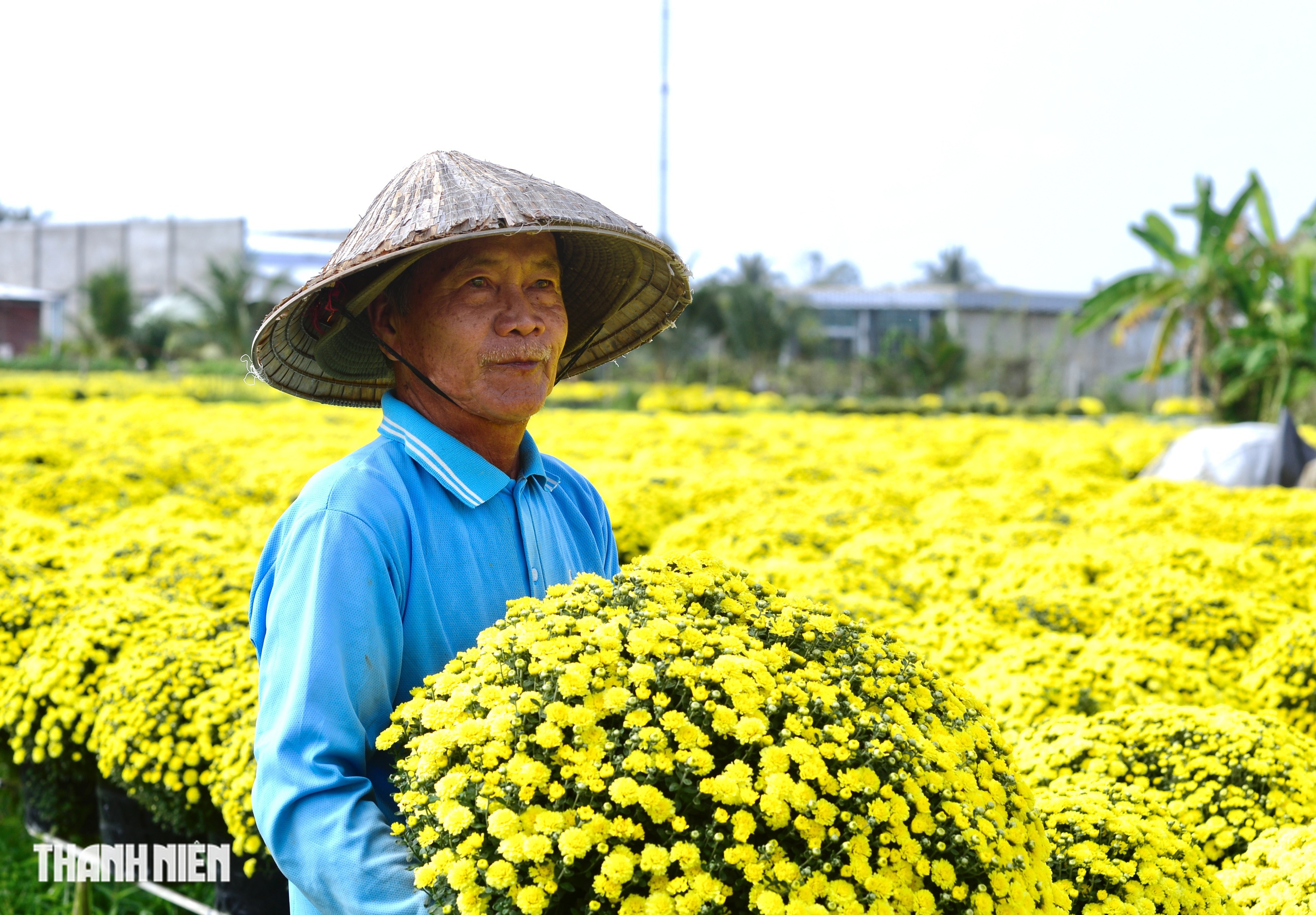 Nước mắt... v&agrave; l&ograve;ng tự trọng của người trồng hoa tết - Ảnh 4.