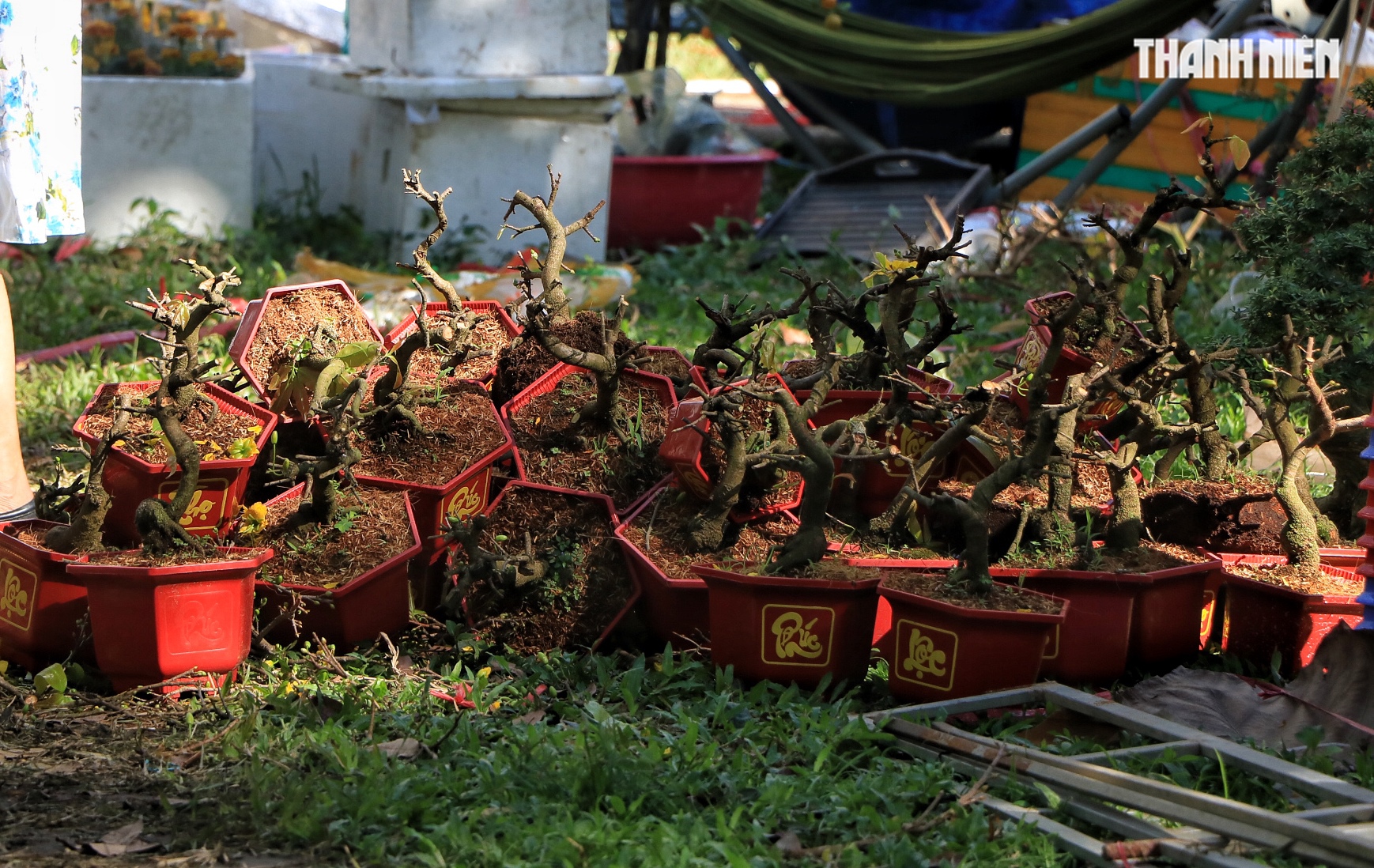 Chợ hoa tết ở TP.HCM sắp đ&oacute;ng cửa trước giao thừa: Người b&aacute;n xả h&agrave;ng giảm 50% - Ảnh 8.