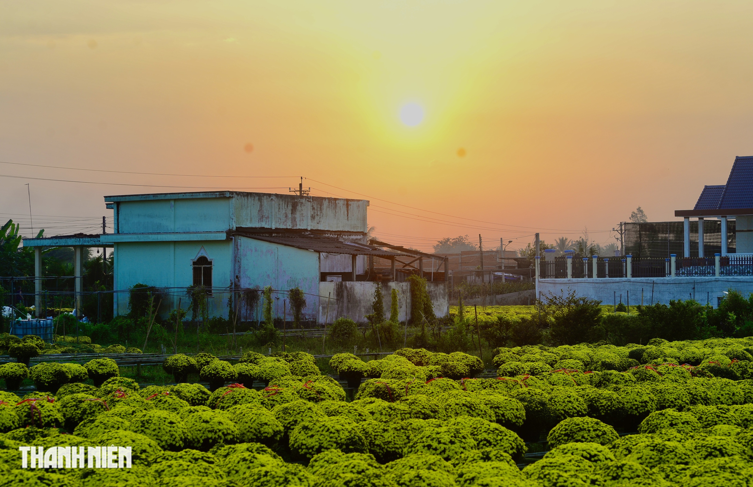 Nước mắt... v&agrave; l&ograve;ng tự trọng của người trồng hoa tết - Ảnh 2.