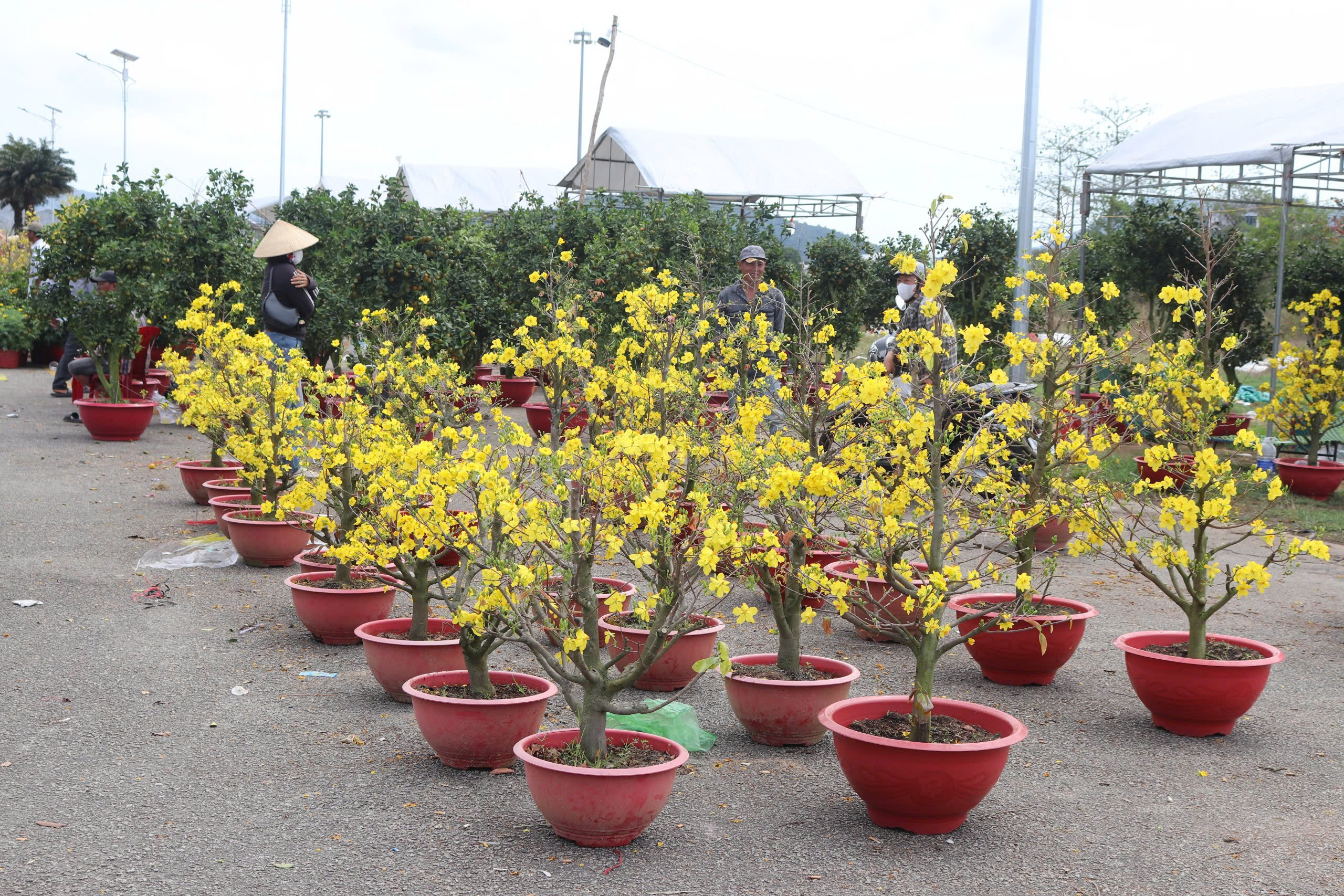 Mai nở sớm, nhà vườn buồn bã chờ xe đến chợ hoa tết Phú Quốc chở về  - Ảnh 1.