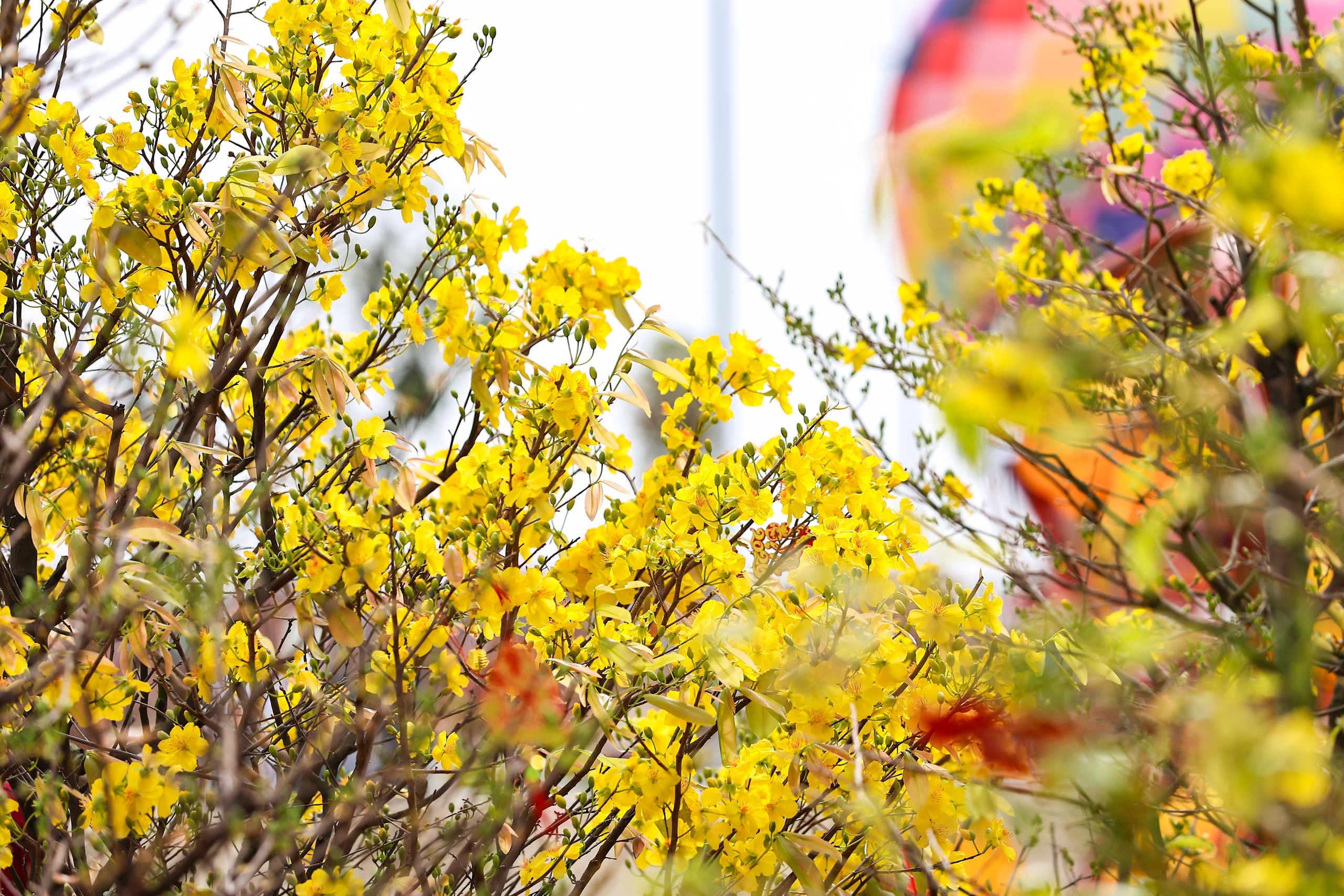 Đường hoa mai - đào lớn nhất miền Nam tại Cần Giờ nở rộ, check-in là 'auto' choáng ngợp- Ảnh 7. Đường hoa mai - đào lớn nhất miền Nam tại Cần Giờ nở rộ, check-in là 'auto' choáng ngợp- Ảnh 7.